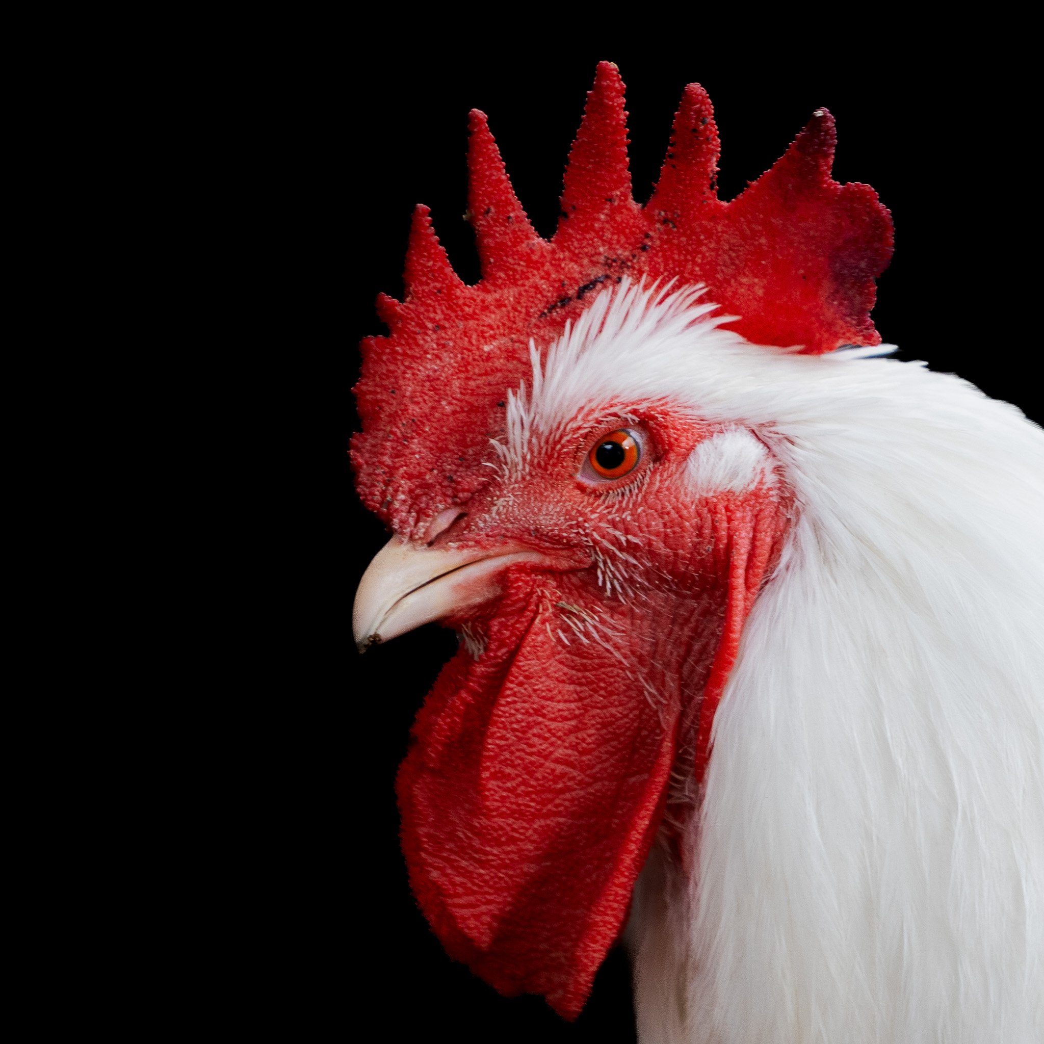 Close-up of a white rooster with a bright red comb and wattle against a black background. Chicken photography.