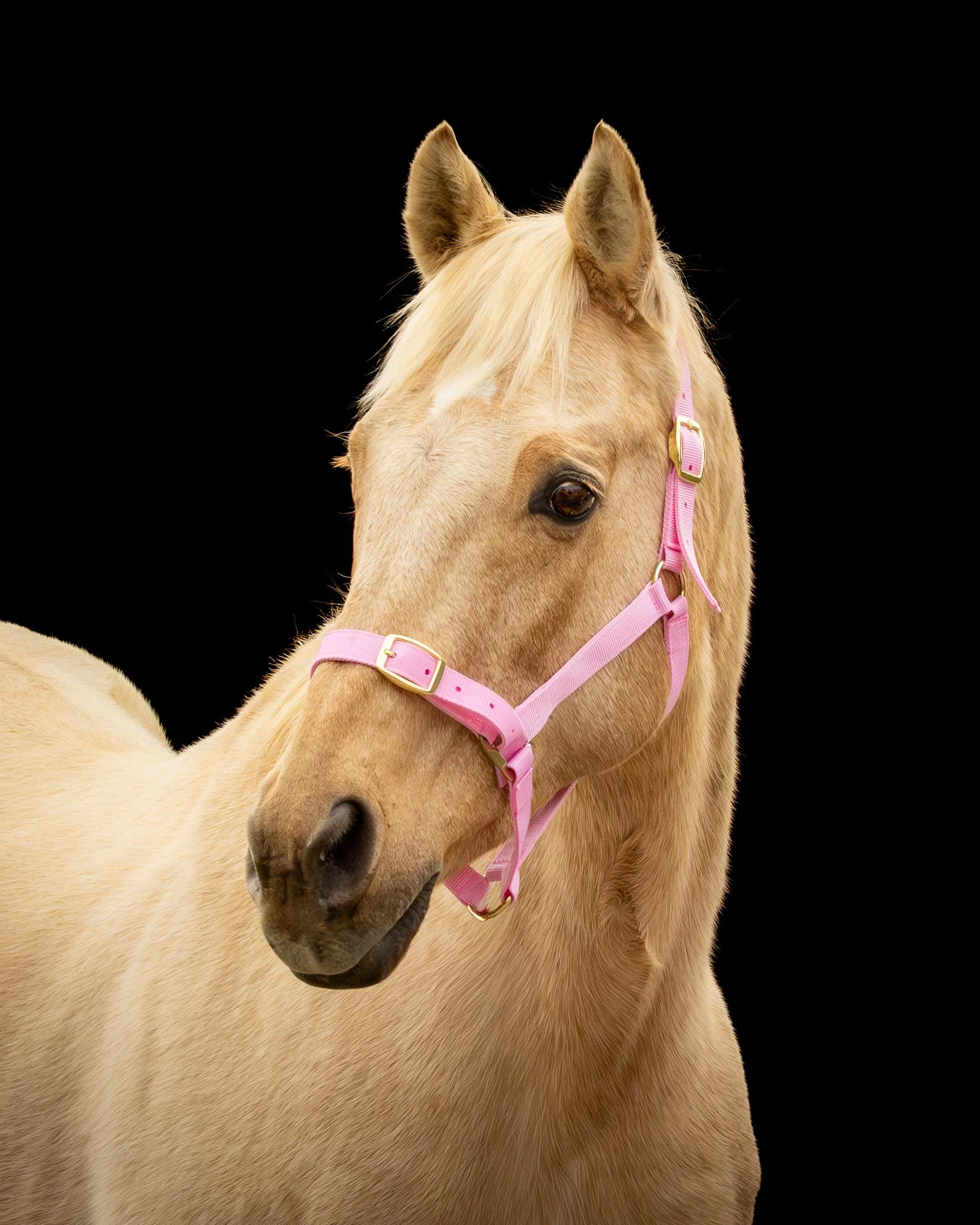Close-up of a palomino horse with a pink halter, facing left against a black background.
