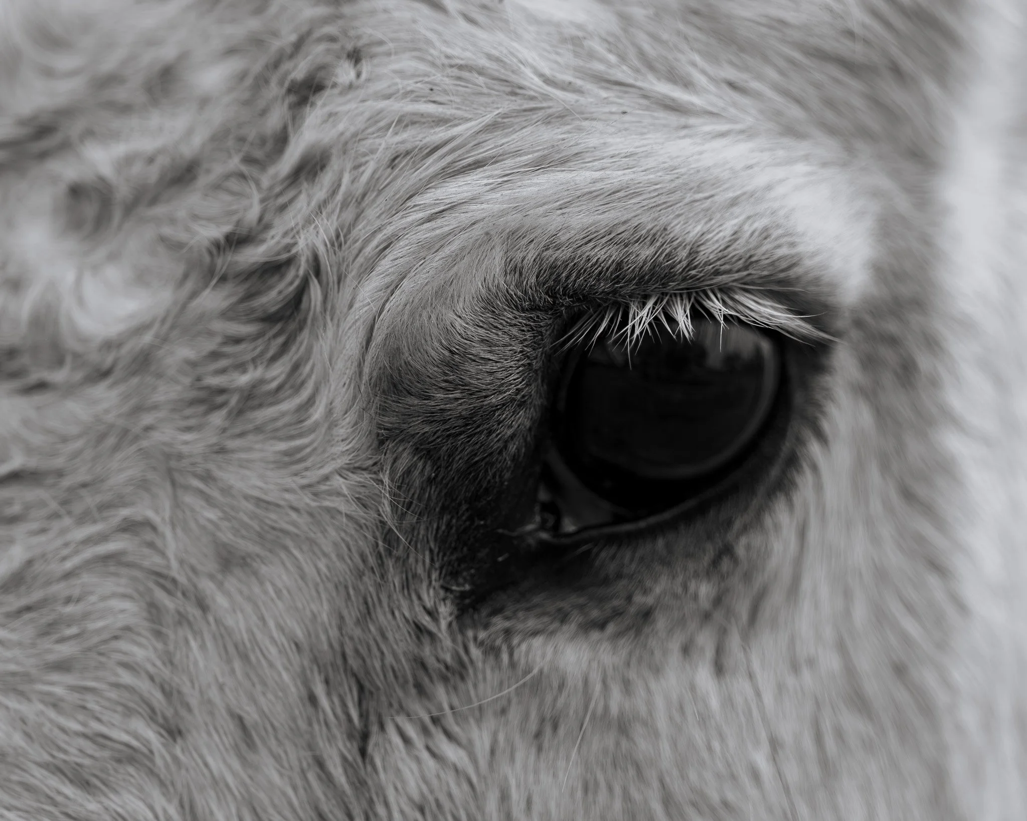 Close-up of a cat's nose and gray fur.