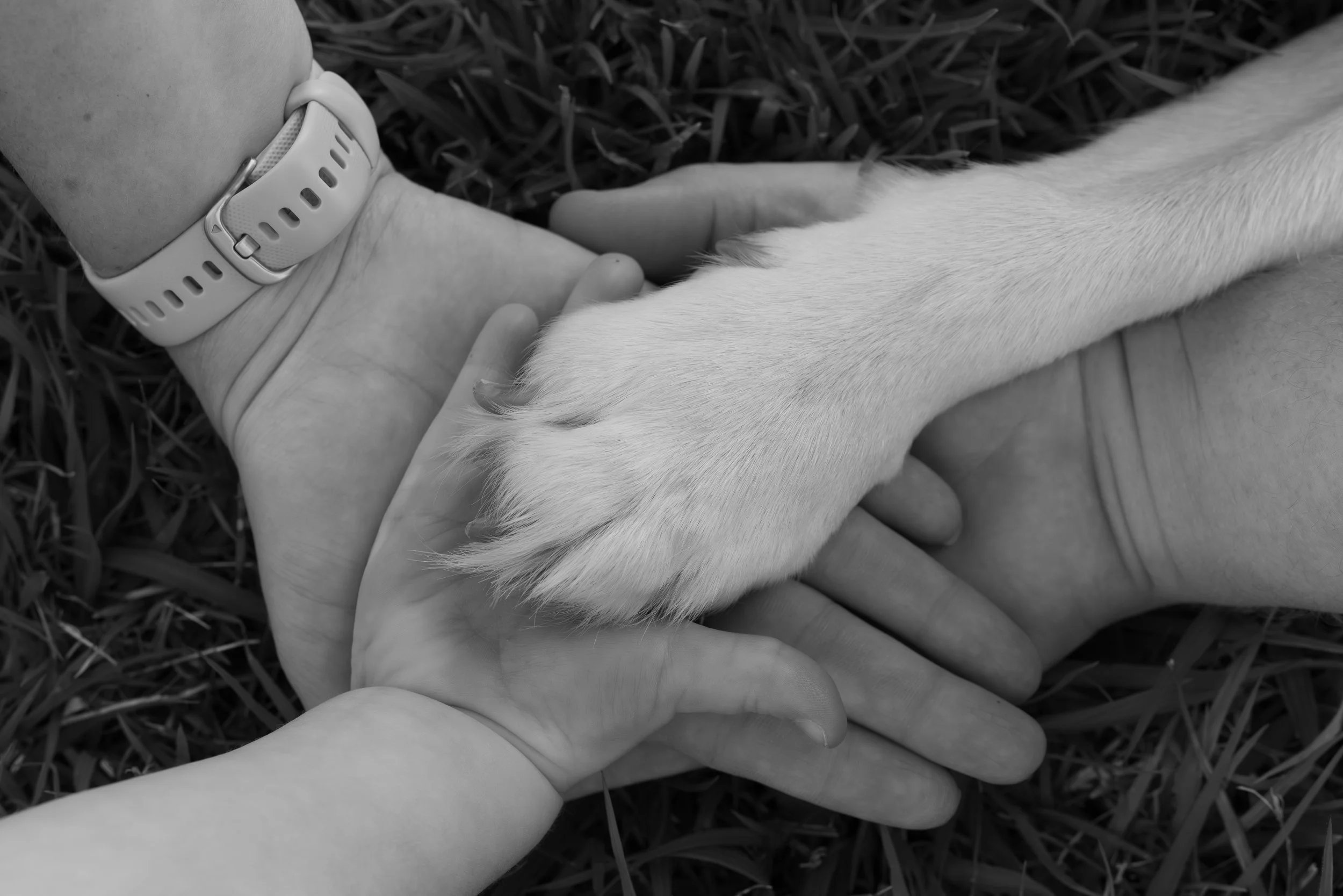 A close-up black and white photo of a person's hands gently holding a dog's paw, with the dog lying on grass. Photographed by Adam Wyatt.