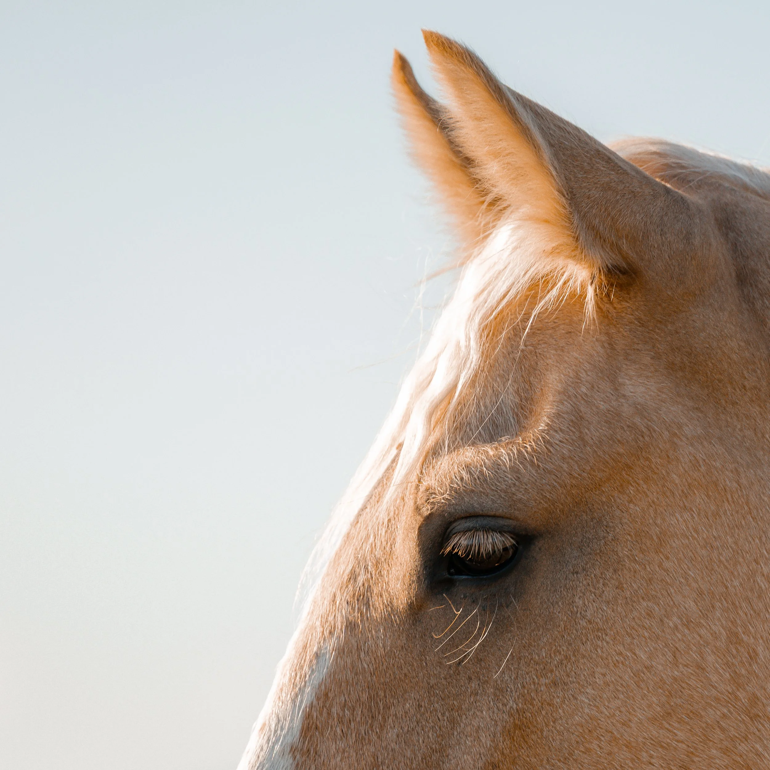 Close-up of a horse's ear, with brown and tan fur, against a light sky background.