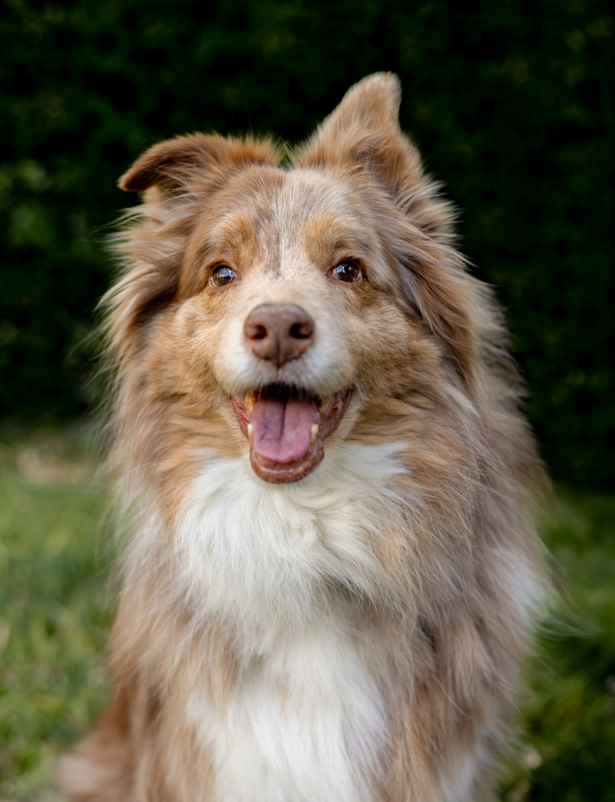 Close-up of a happy border collie dog with its tongue out, outdoors on green grass.