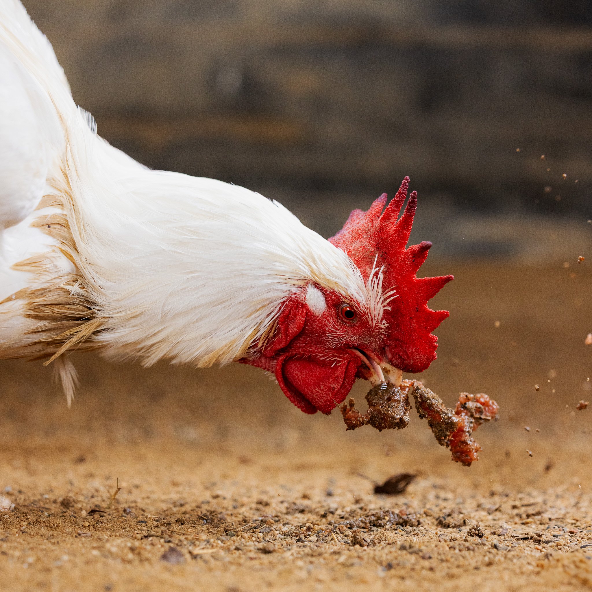 A white rooster pecking at food on the ground, with its red comb and wattles visible. Chicken photoshoot.