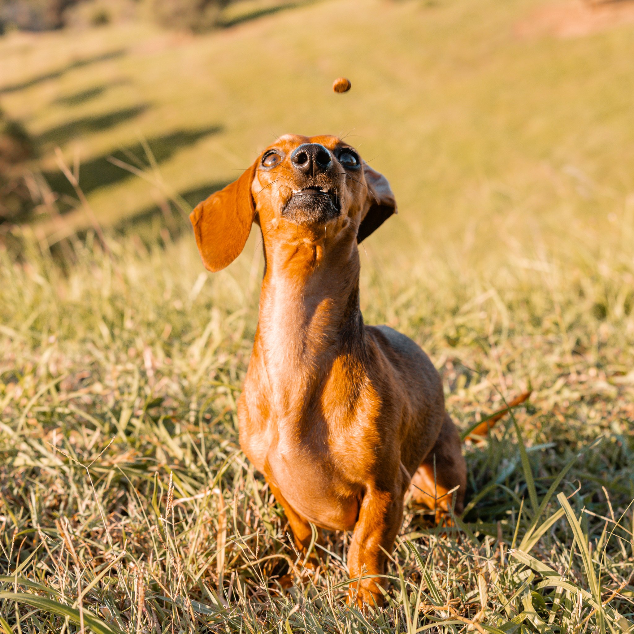 Dachshund catching a treat in a grassy field. Dog photoshoot