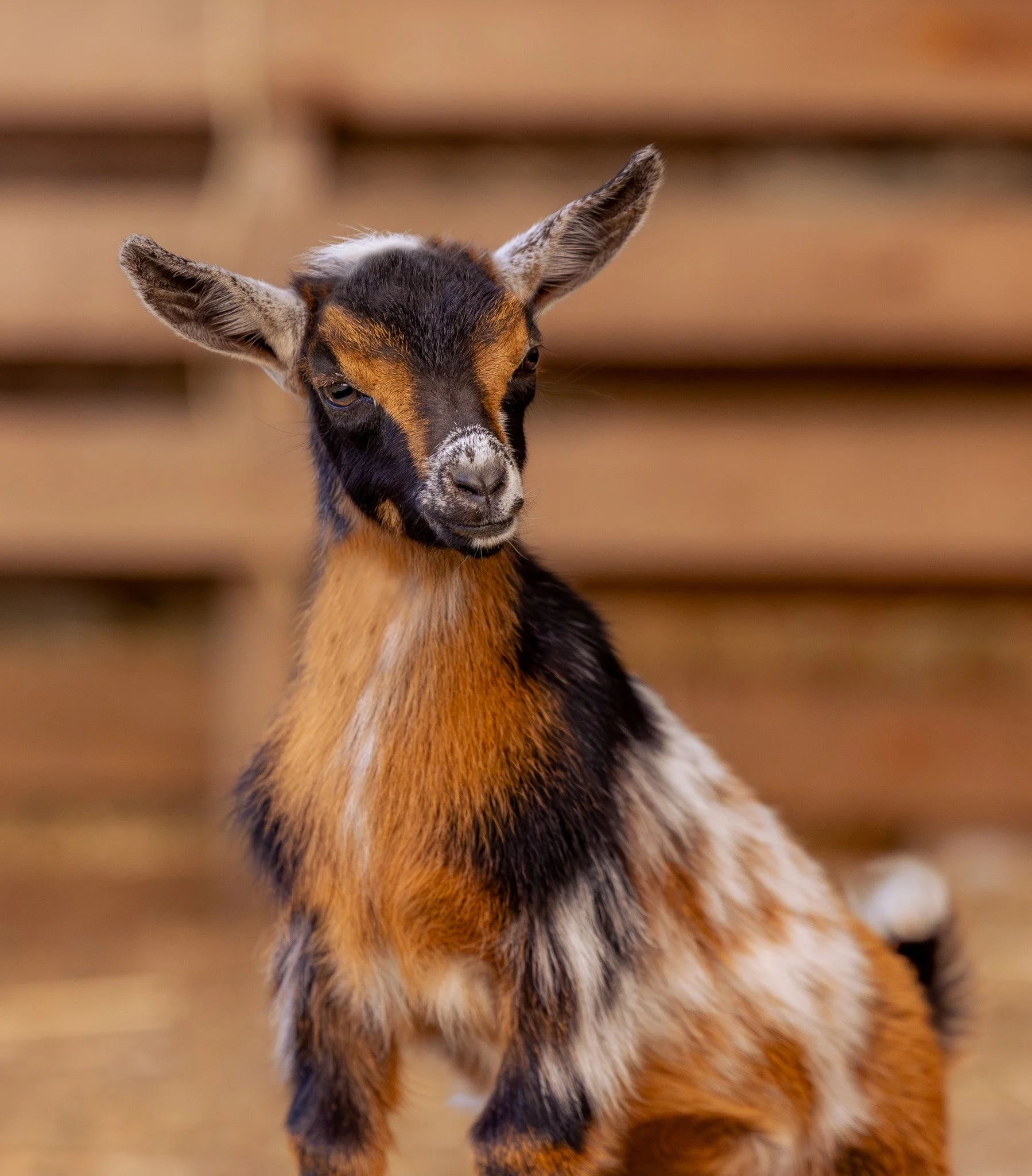 Close-up of a young goat with black and brown fur, large ears, and a gentle expression, standing indoors.