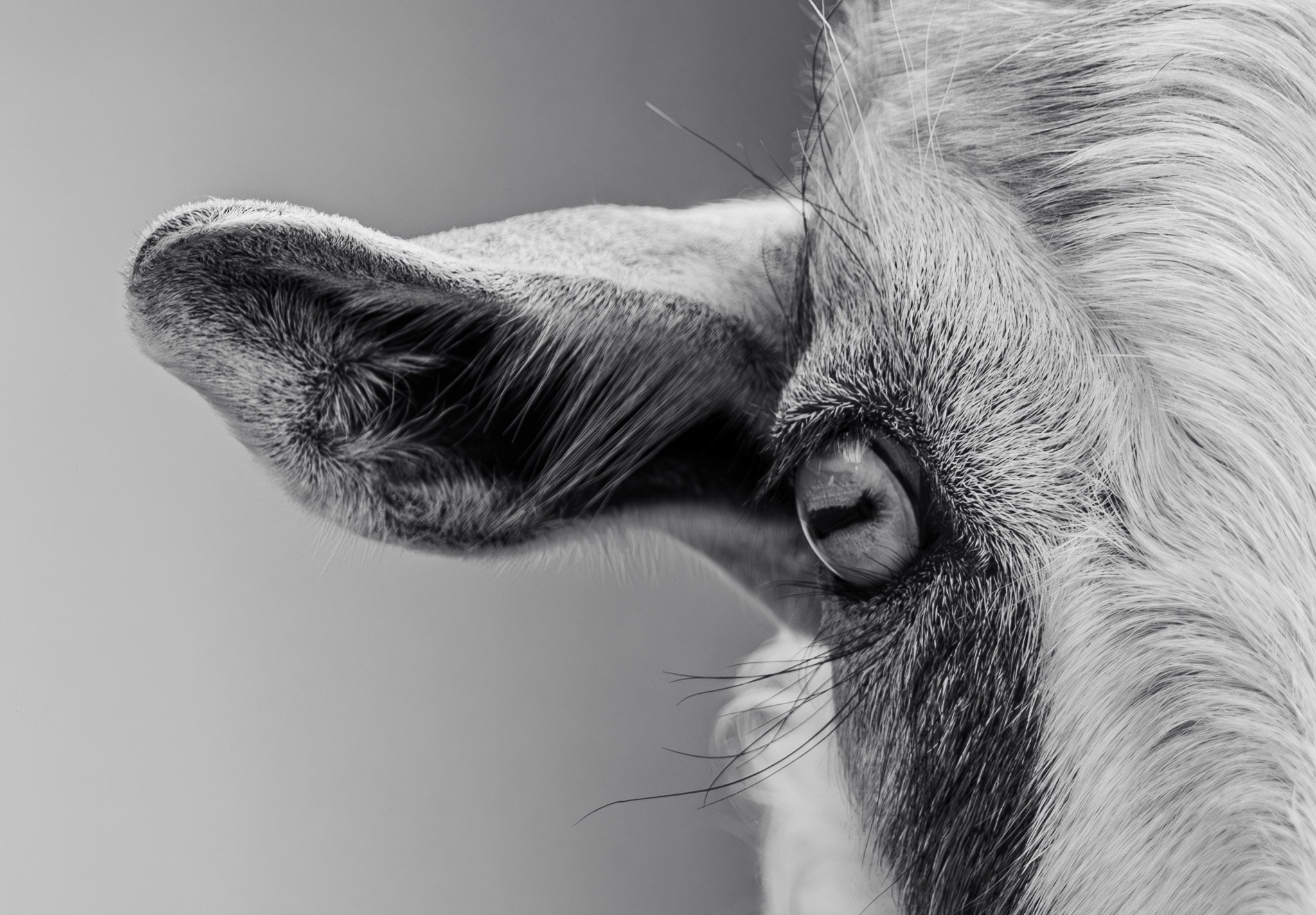 Close-up of a cat's face showing its nose, mouth, and eye in black and white