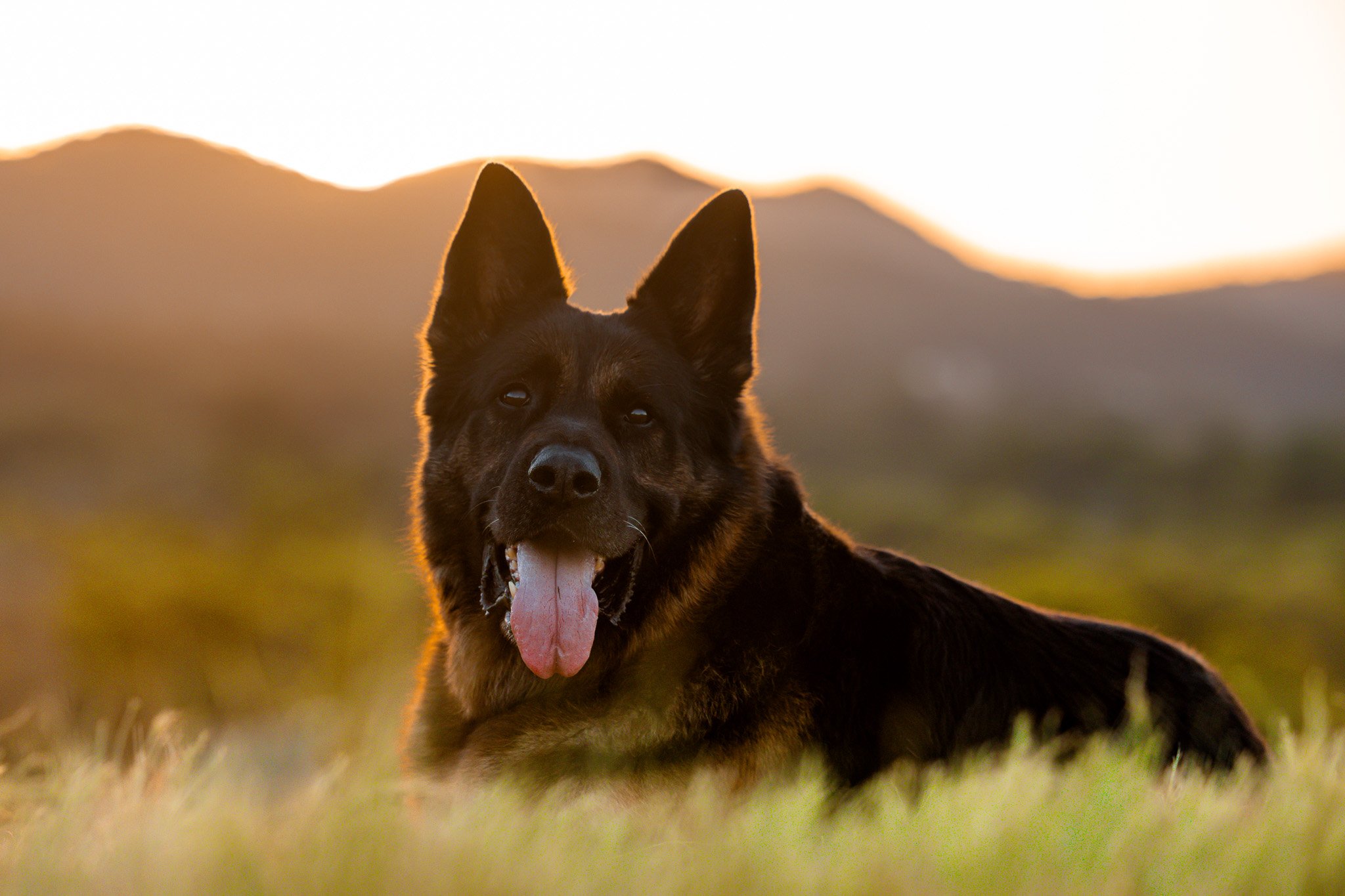 German Shepherd with tongue out lying in a grassy field at sunset.