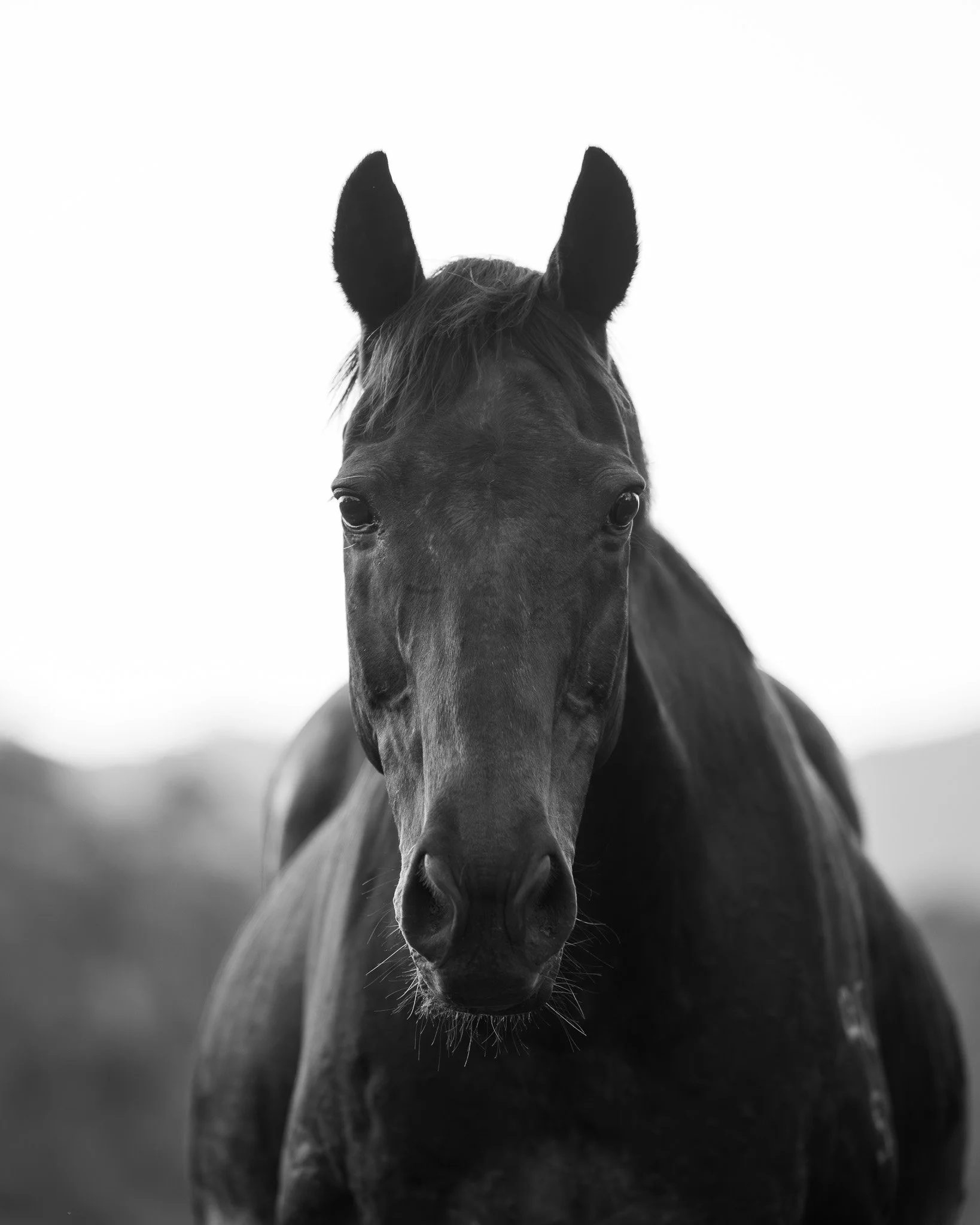 Black horse staring directly at the camera, with ears pointed, in a monochrome photo.