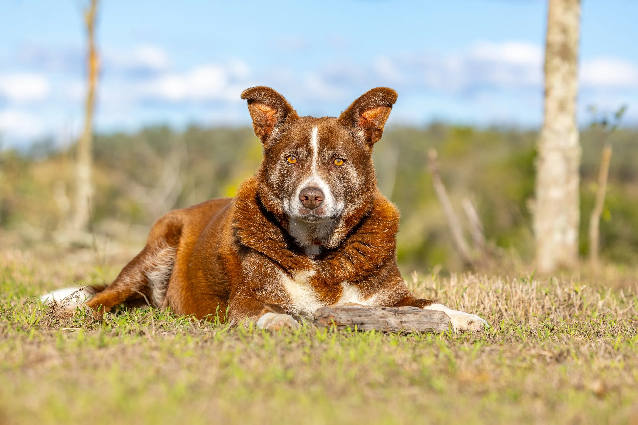 A brown and white dog with yellow eyes resting on the grass in an outdoor setting with trees and a blue sky in the background.