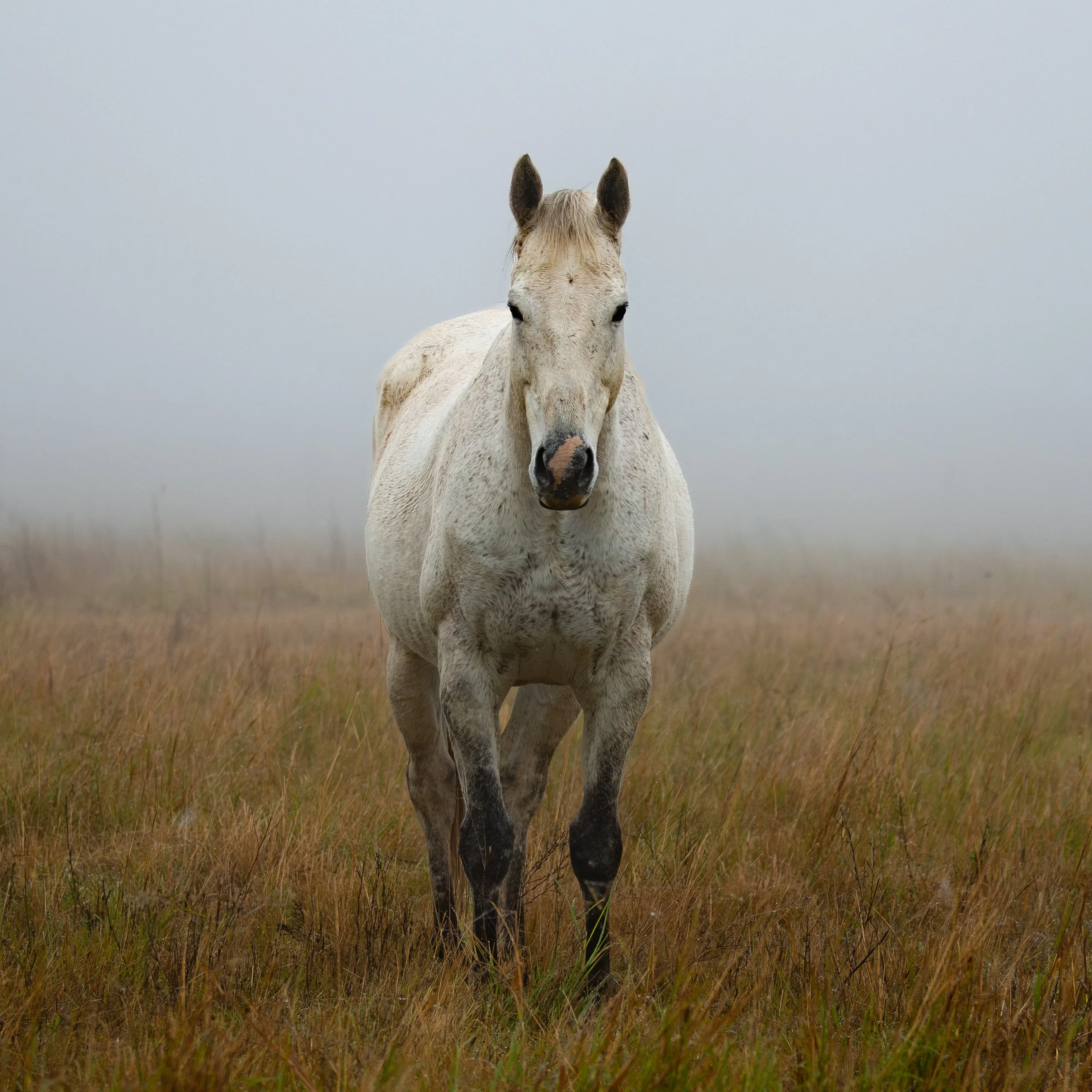A white horse standing in a grassy field with a cloudy sky in the background.  Photographed by Adam Wyatt Photography. Award winning photo.