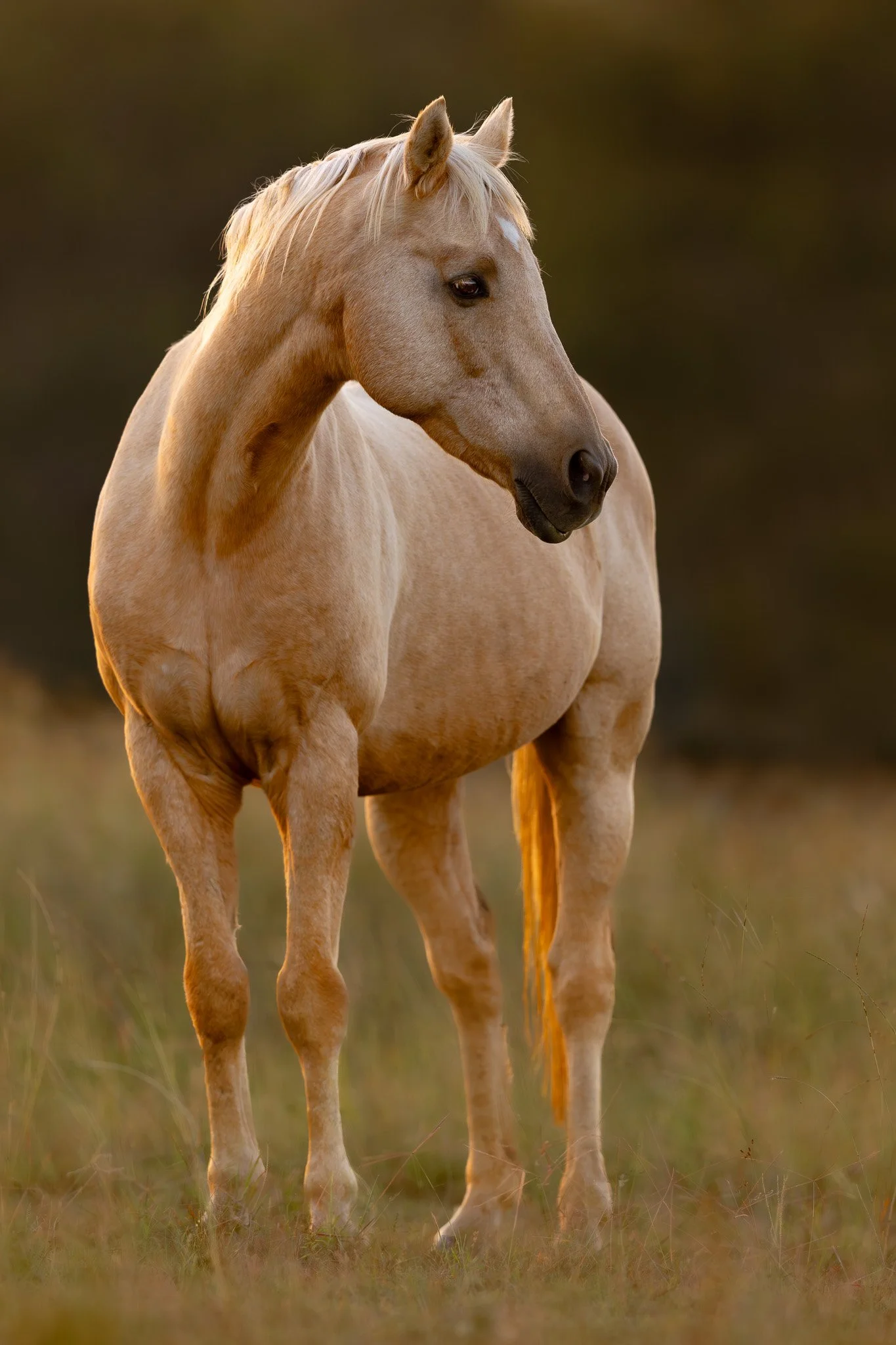 A light-colored horse standing in tall grass at sunset or sunrise.