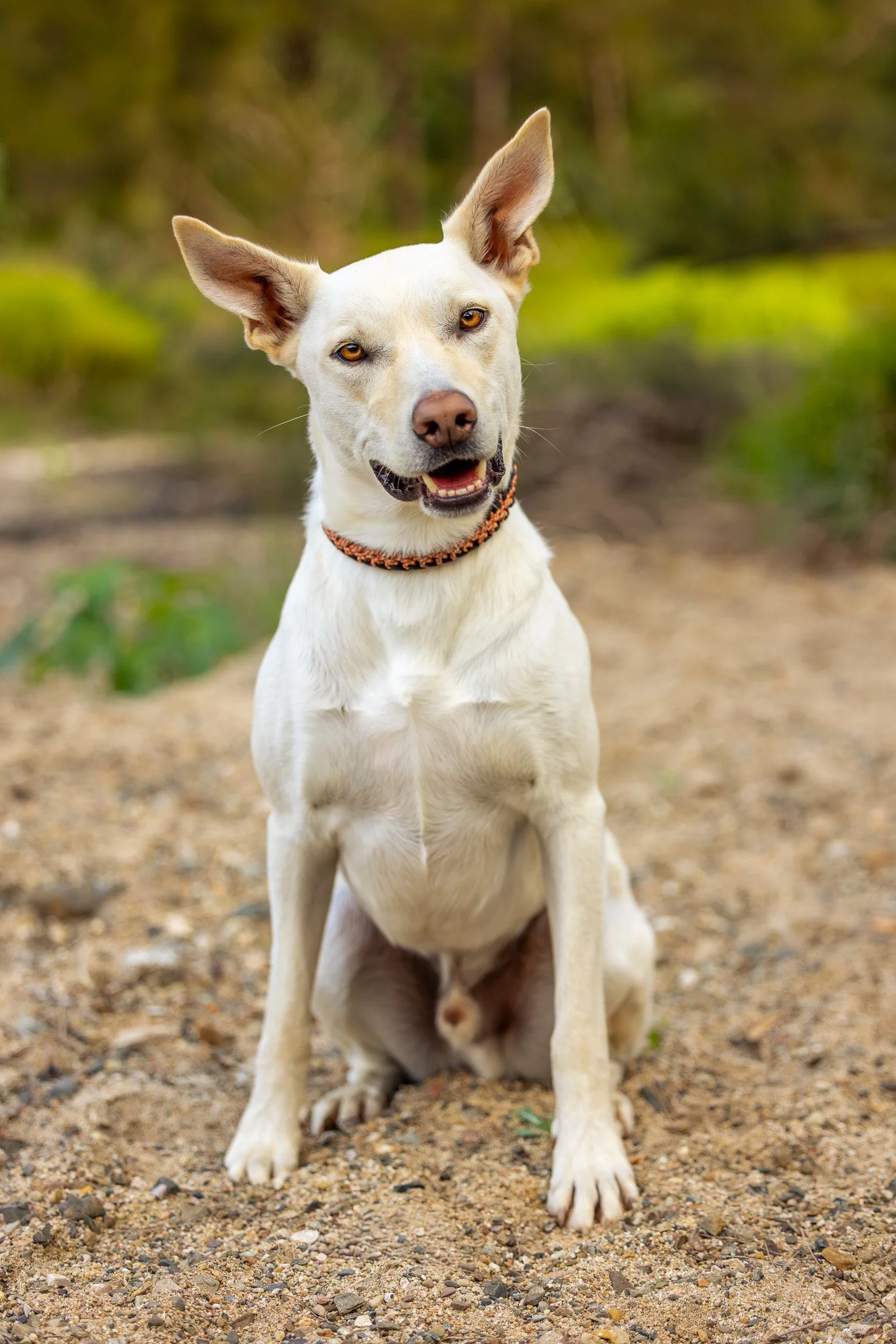 A white and tan dog with large ears, sitting on sandy ground with green foliage in the background. Photographed by Adam Wyatt.