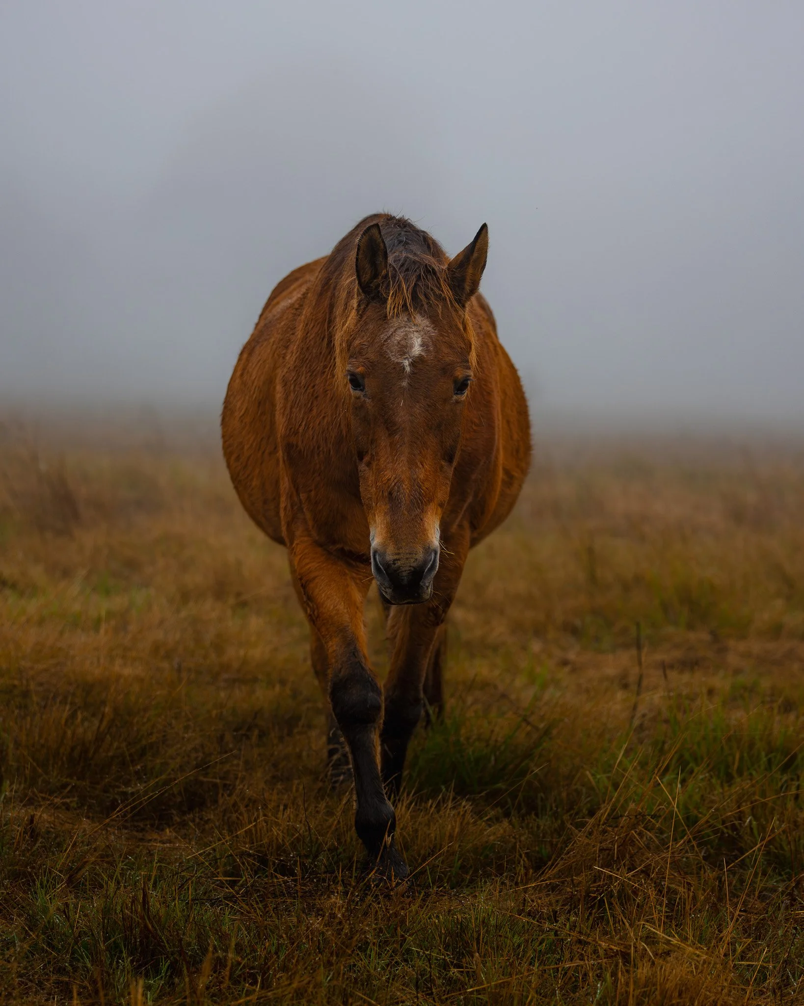 A brown horse walking toward the camera on a grassy field with a cloudy, overcast sky.  Photographed by Adam Wyatt Photography. Excellent photo.