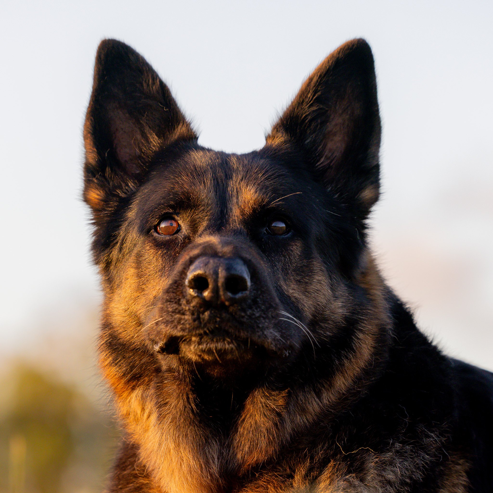 Close-up of a German Shepherd dog looking intently with ears perked up, against a blurred outdoor background. Dog photoshoot