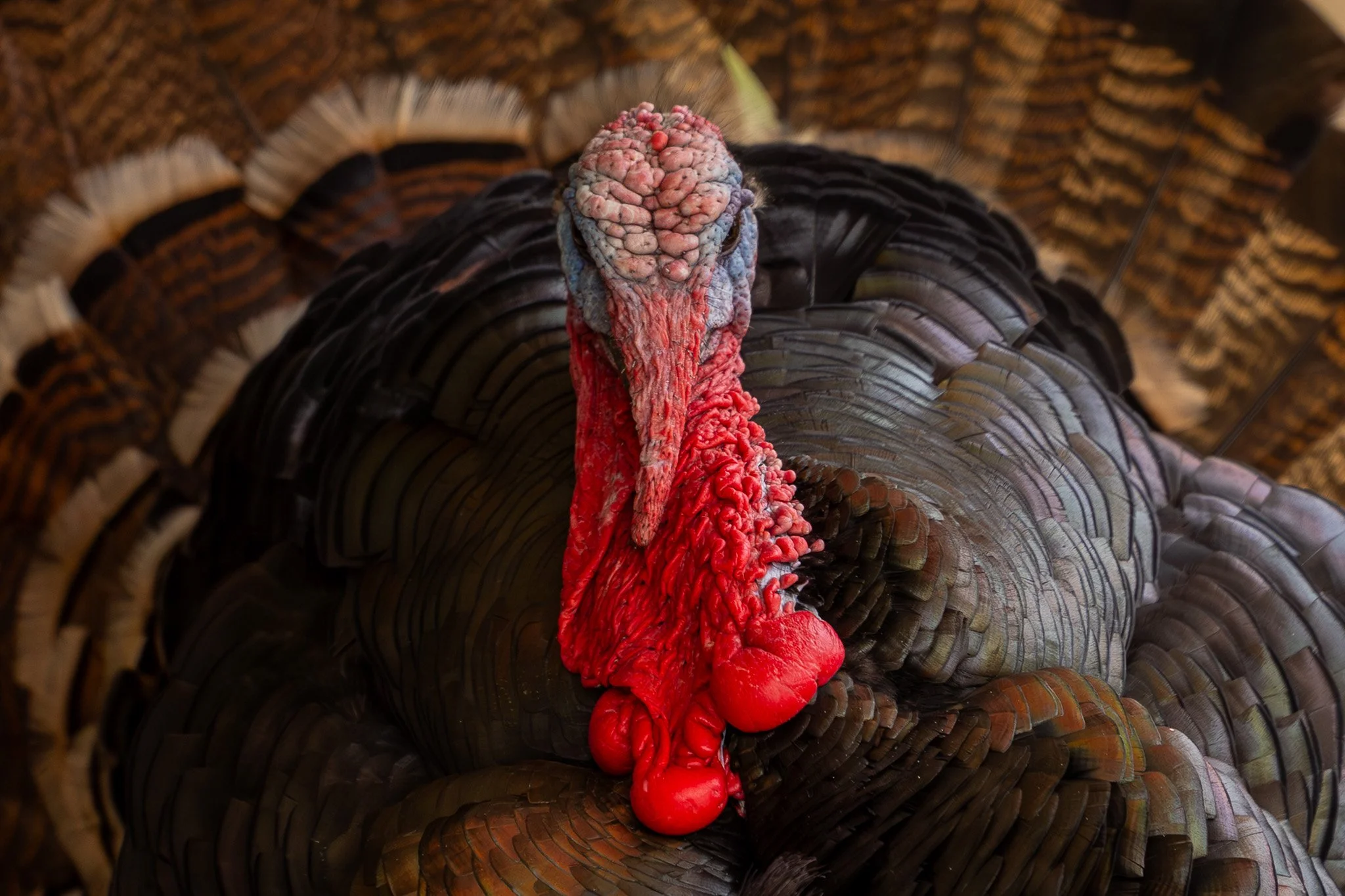 Close-up of a turkey's head and neck with red, wrinkled skin, and dark feathers surrounding it.
