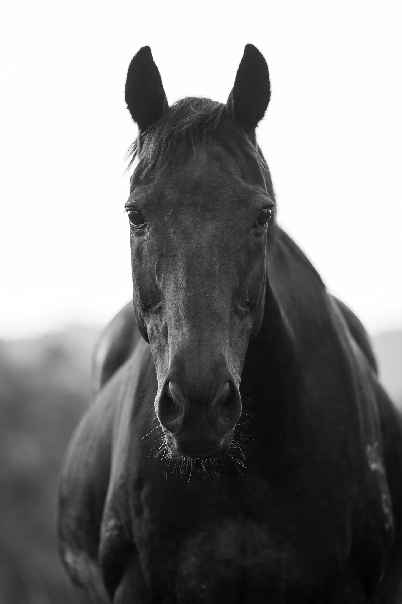 Close-up black and white photograph of a horse's face, with ears and eyes clearly visible, against a blurred background.