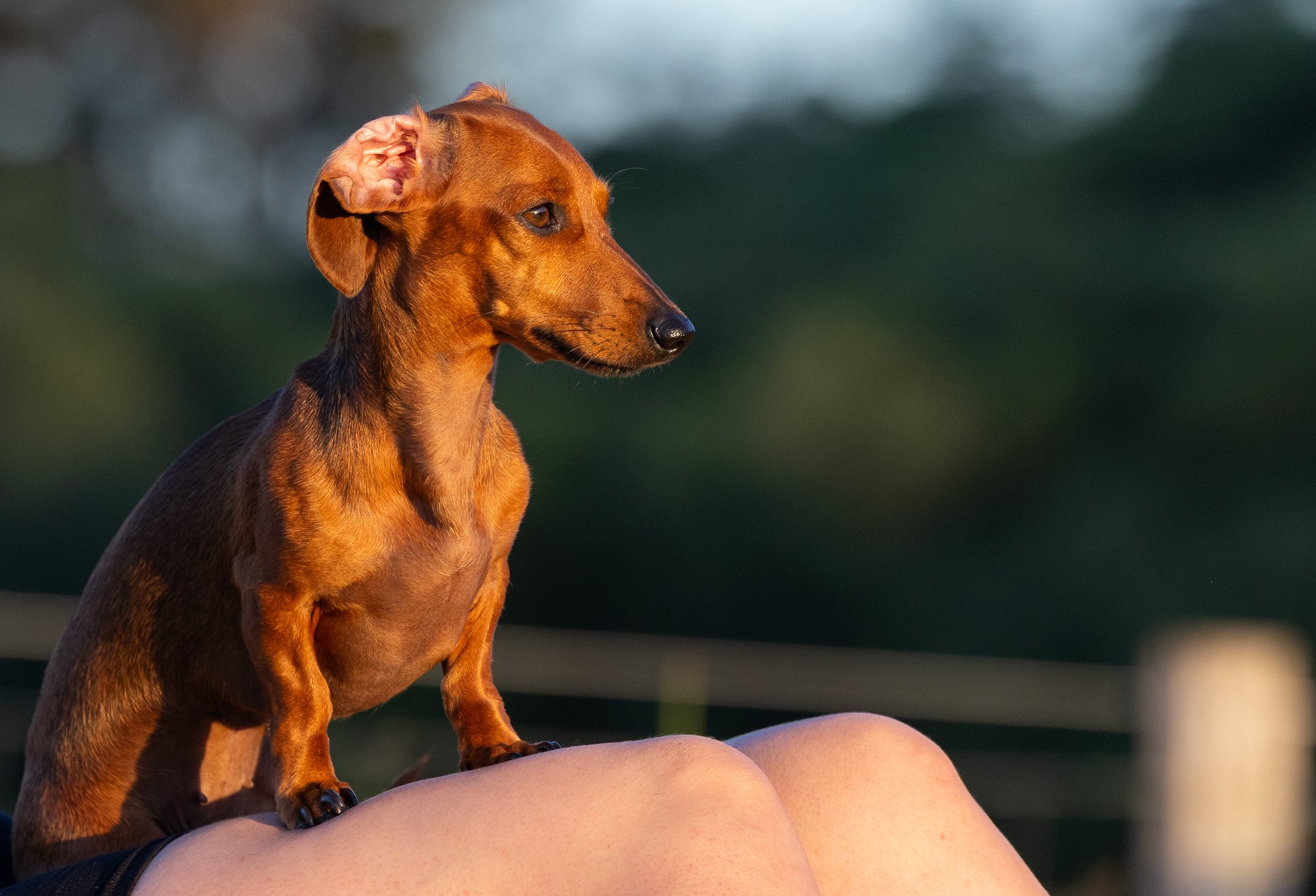 Dachshund dog sitting on a person's lap outdoors. Dog photoshoot