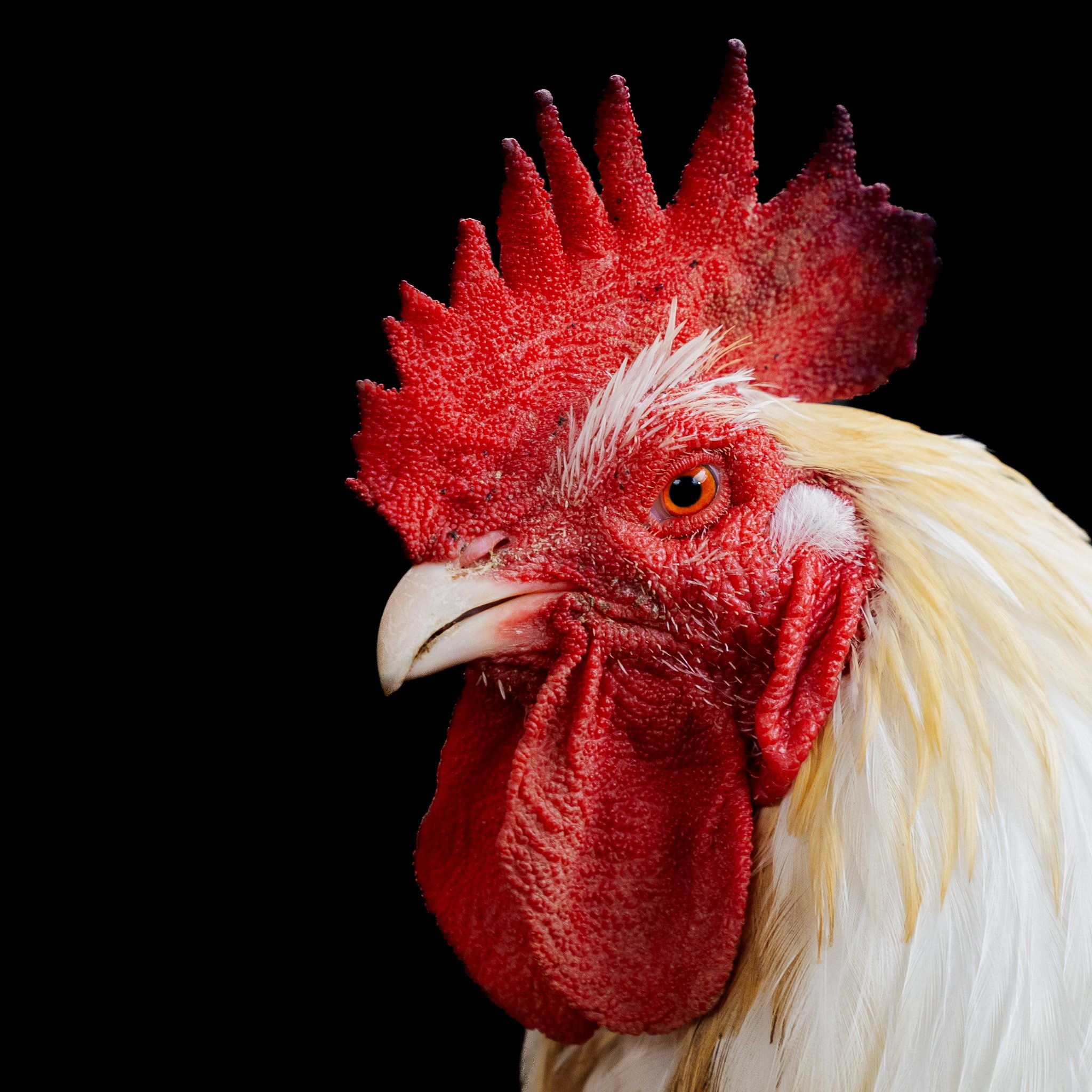 Close-up of a rooster with a red comb and wattles against a black background. Rooster photoshoot
