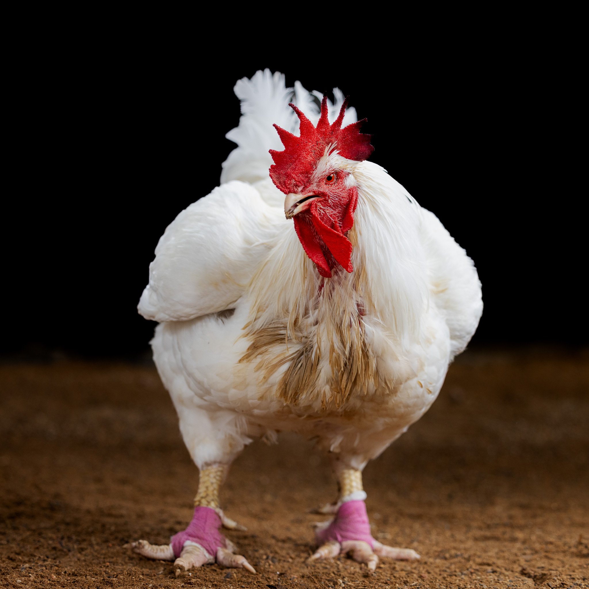 White rooster with red comb wearing pink wraps on its legs standing on dirt against a dark background. Chicken photoshoot.