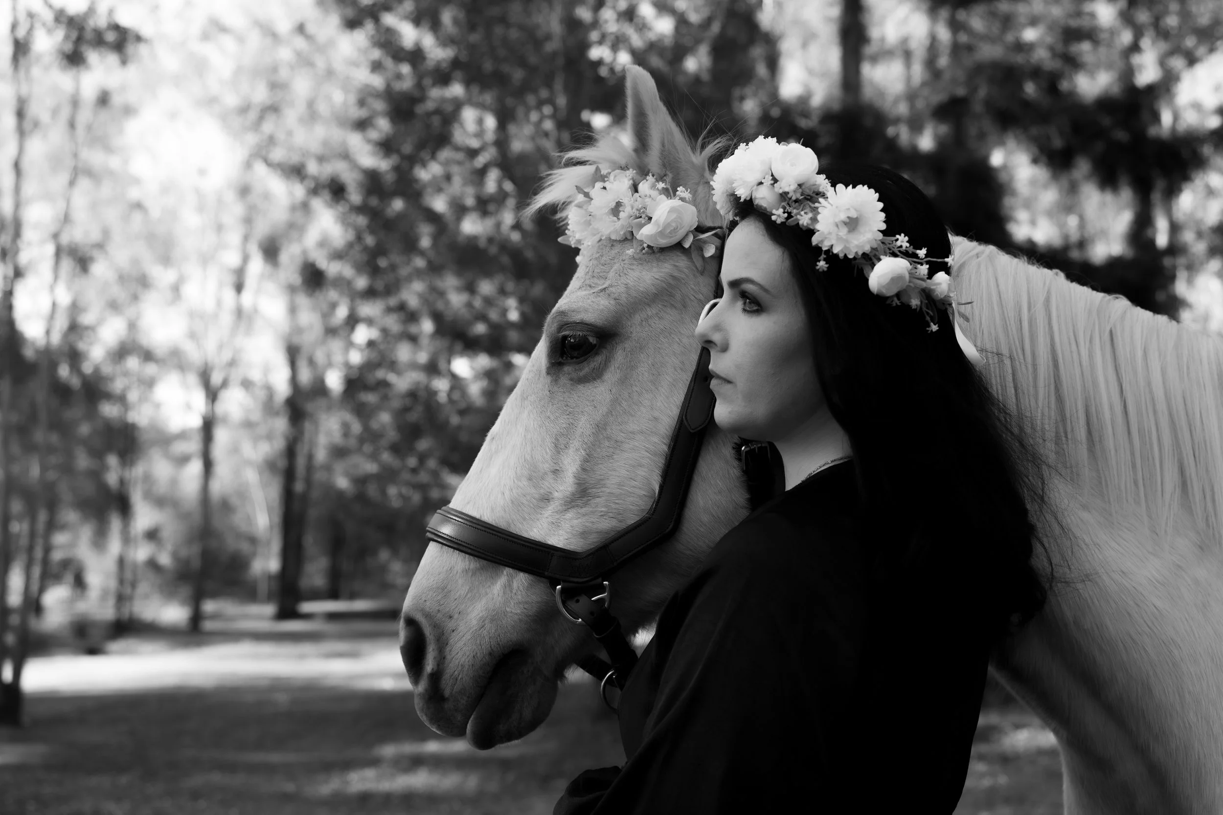 Fine art equine portraiture