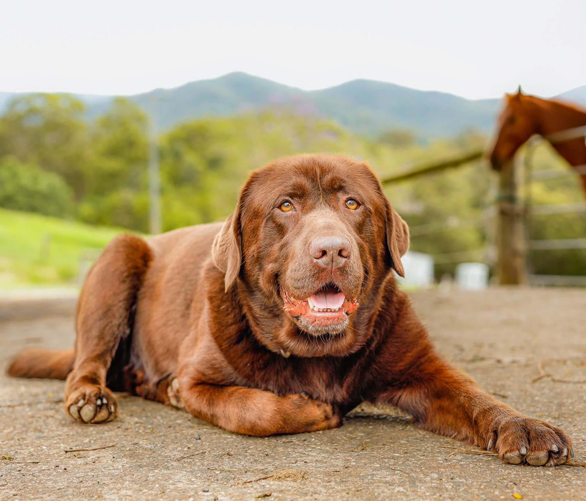 Chocolate labrador photoshoot. Dog photoshoot