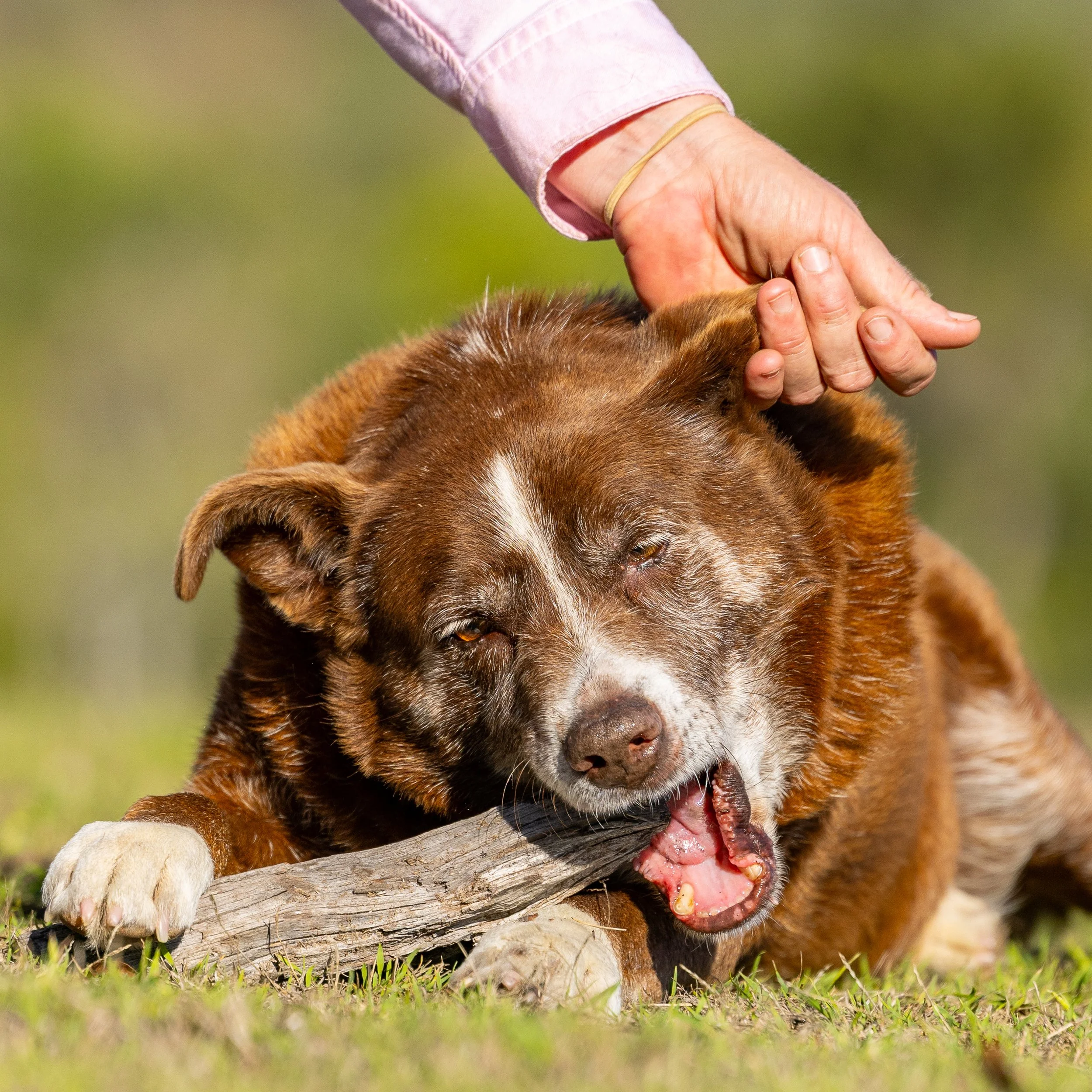 A dog with a brown and white coat chewing on a piece of wood outdoors on a grassy area.
