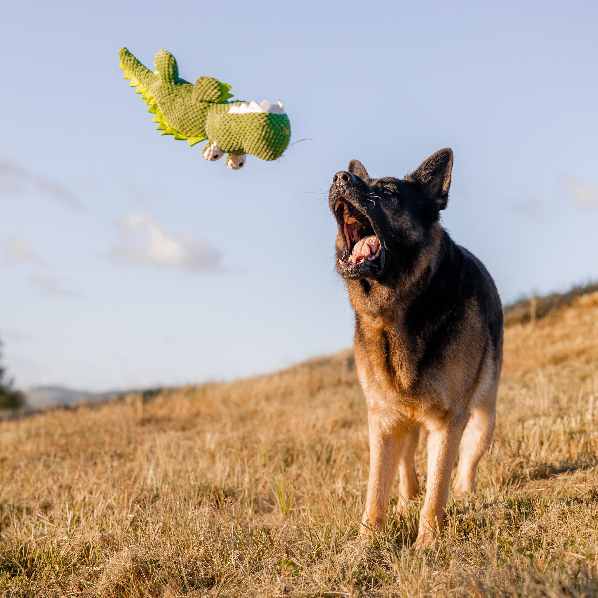 German Shepherd catching a green plush toy in a sunny field. Dog photoshoot