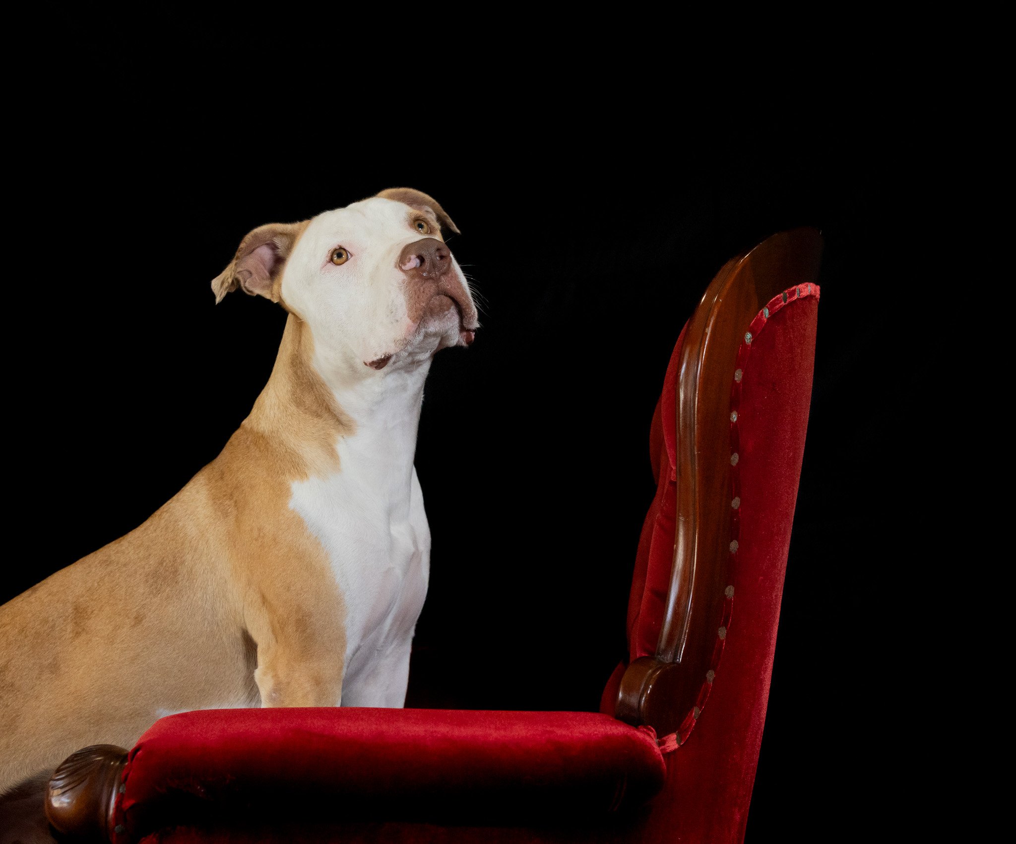 Fine art pet photos. Dog photoshoot