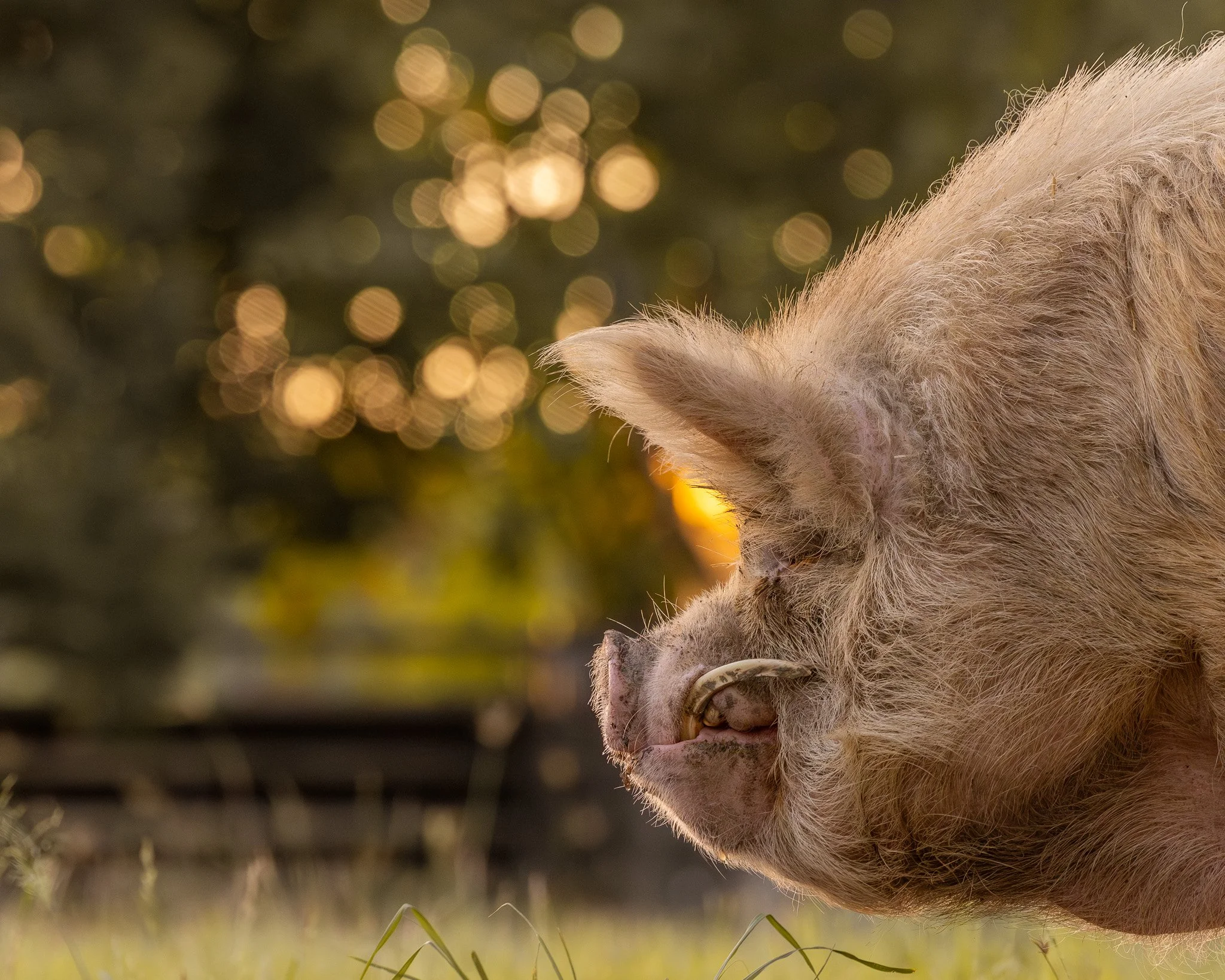 Close-up of the facial features of a pig, focusing on its ear, snout, and eye, with a background of warm, blurred lights.