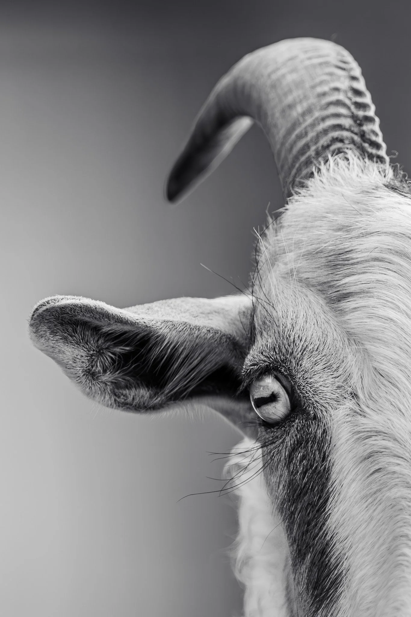 Close-up black-and-white photo of a goat's face, focusing on its eye, ear, and curved horn.