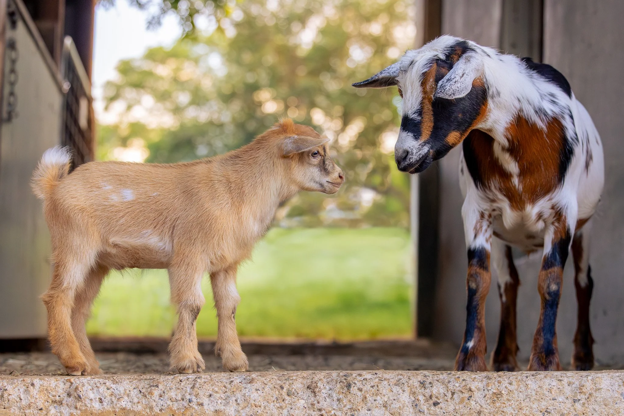 A baby goat with light brown fur and white patches on its side standing on the ground, facing a large adult goat with a multicolored coat of white, brown, black, and gray, inside a barn with a blurred outdoor background.