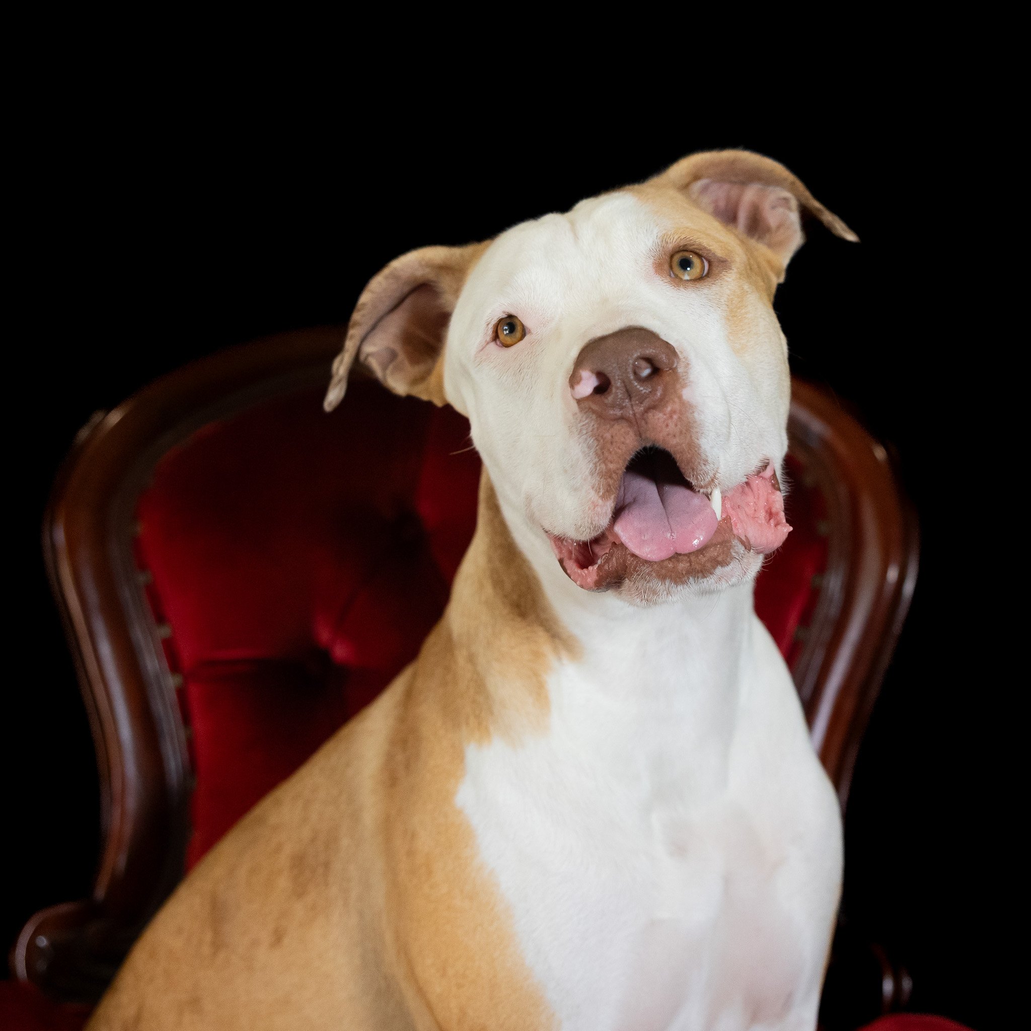 Cute puppy fine art photoshoot. Dog photoshoot