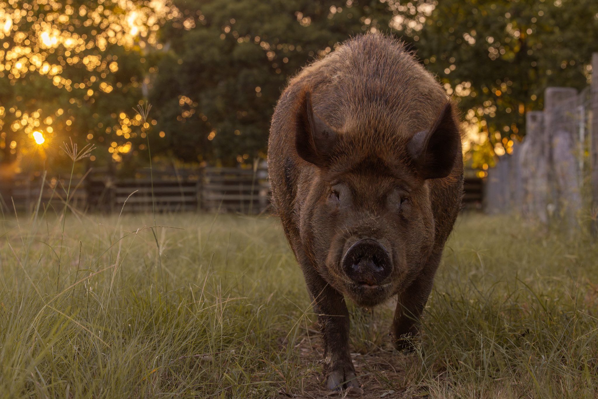 A pig walking on grassy ground with trees and a fence in the background during sunset.