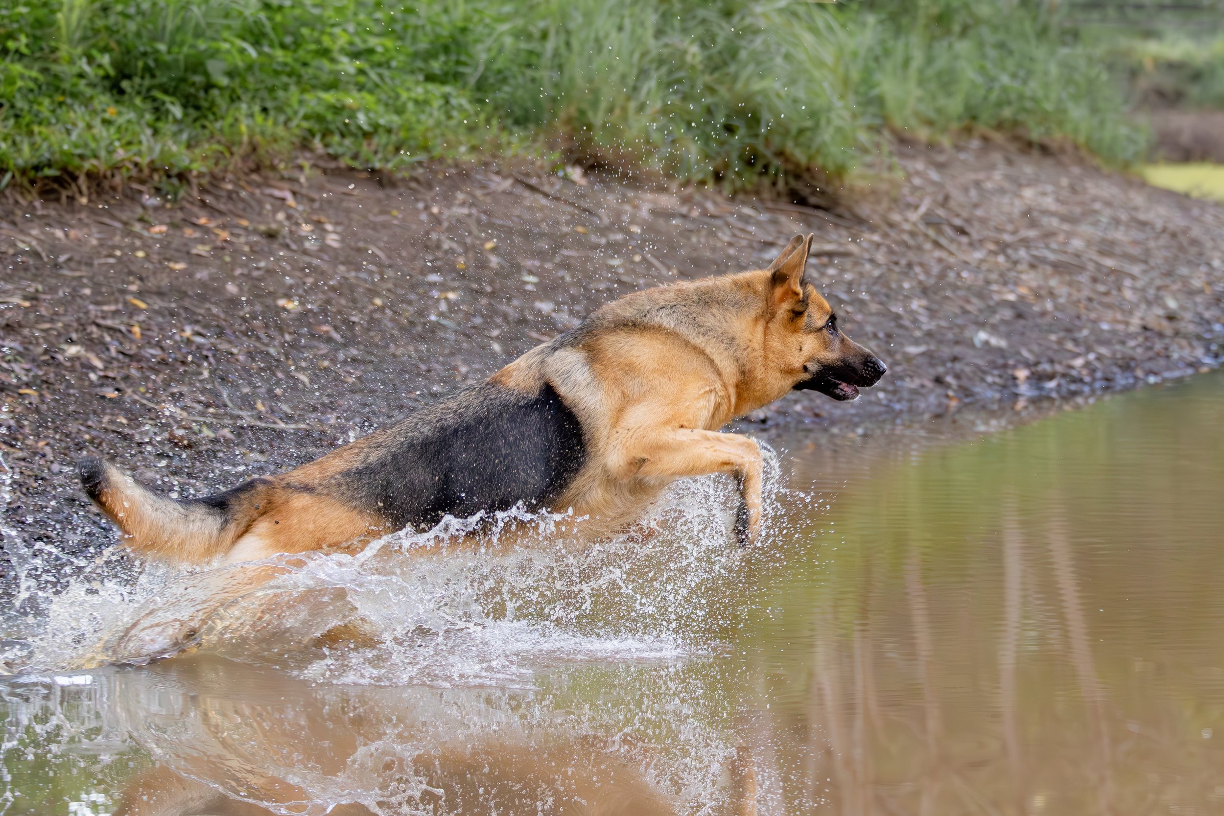 A German Shepherd dog running into a body of water, splashing water as it enters the water from a muddy bank with green vegetation in the background.