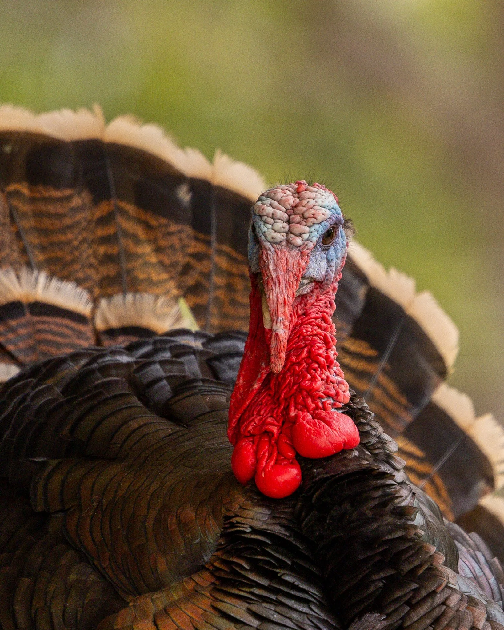 Close-up of a turkey's head and upper body, showing its colorful, textured head, red wattle hanging below its beak, and black feathers on its body, with a blurred green background. Photographed by Adam Wyatt.