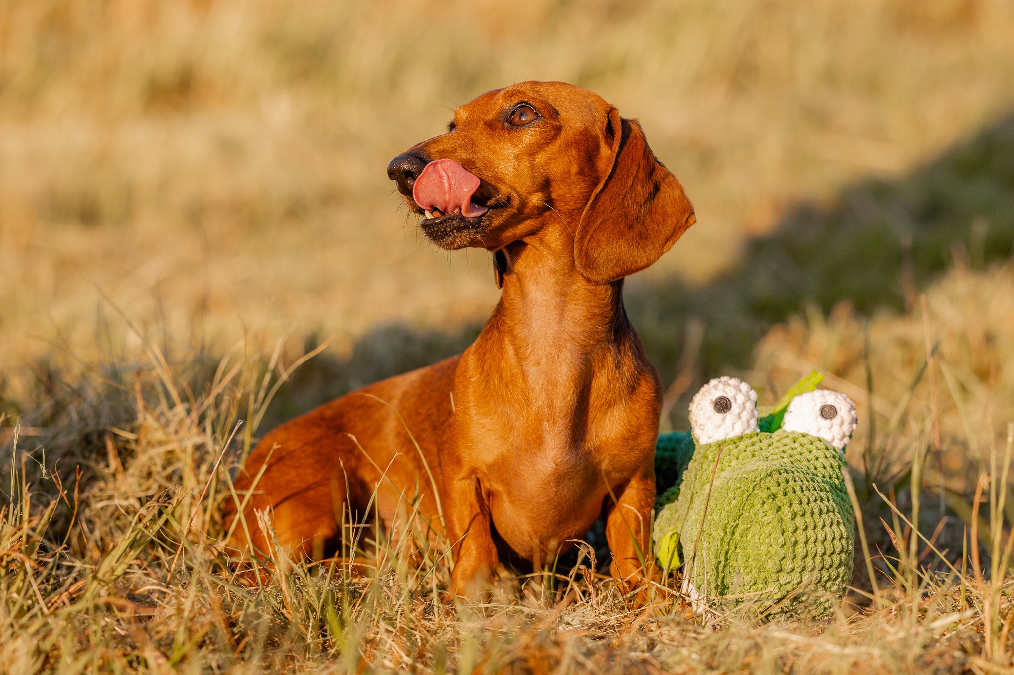 Dachshund with tongue out next to a plush toy in a grassy field. Dog photoshoot