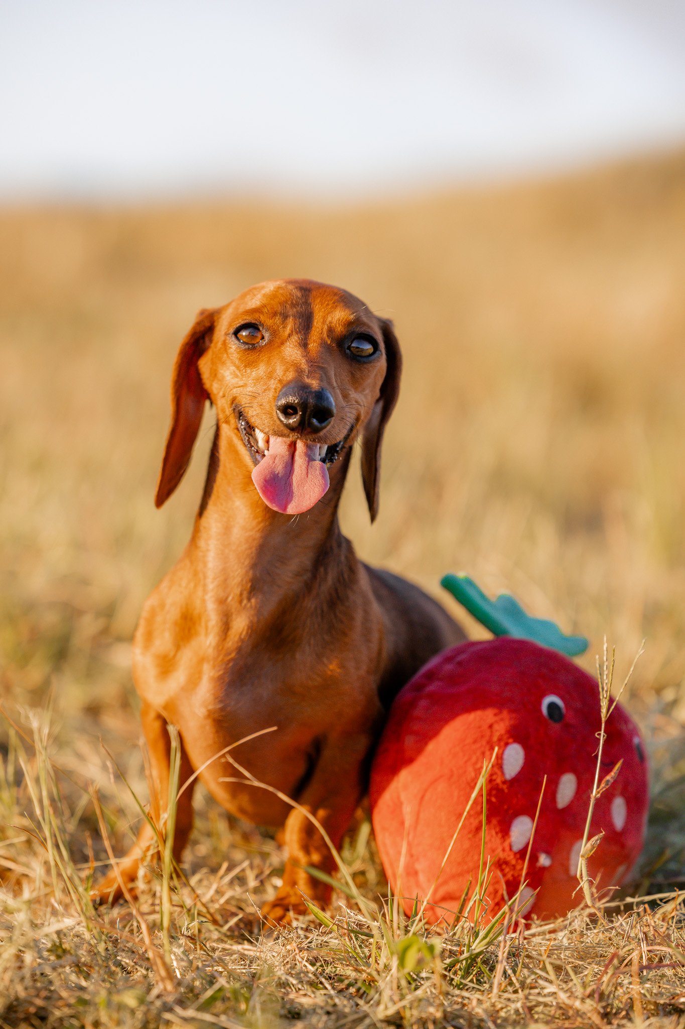 Dachshund sitting in grass next to a red strawberry-shaped toy. Cat photoshoot.