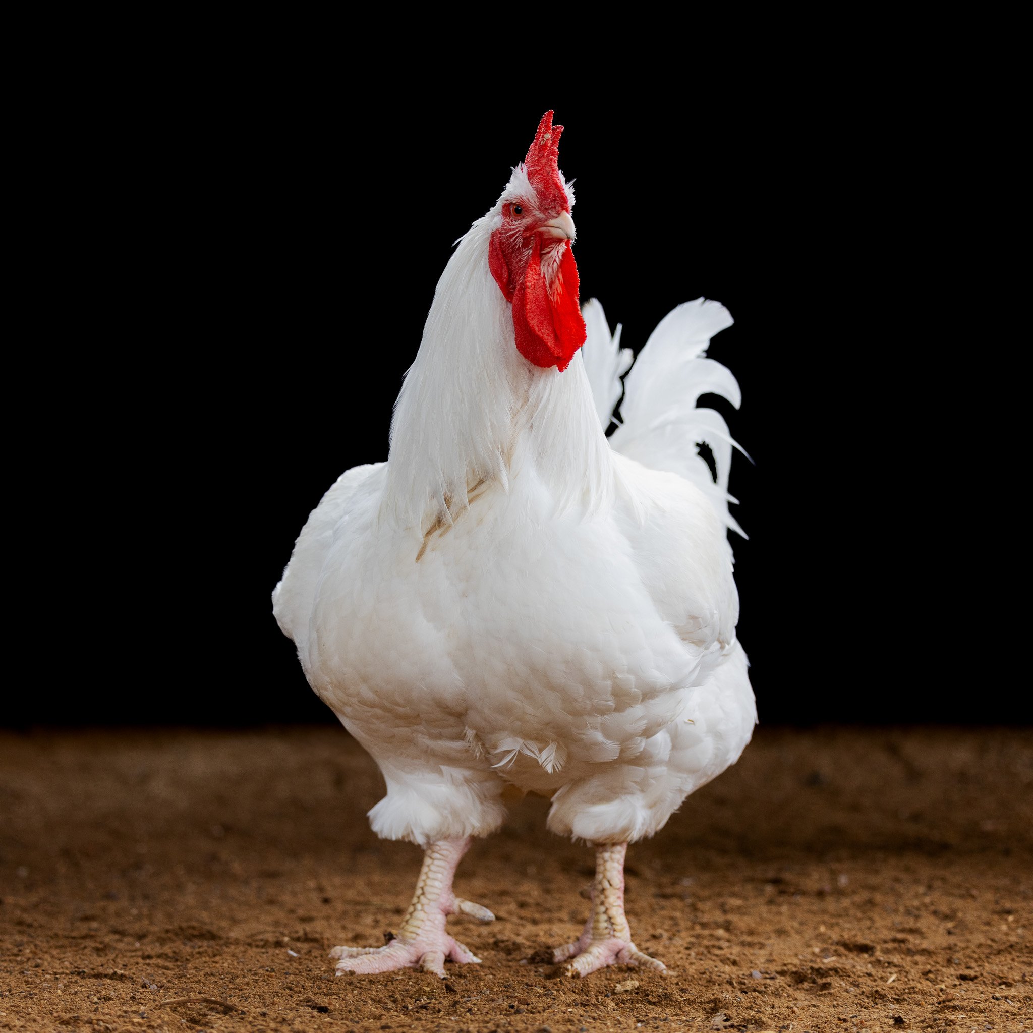 White rooster with red comb standing on brown dirt against a black background. Chicken phototshoot.
