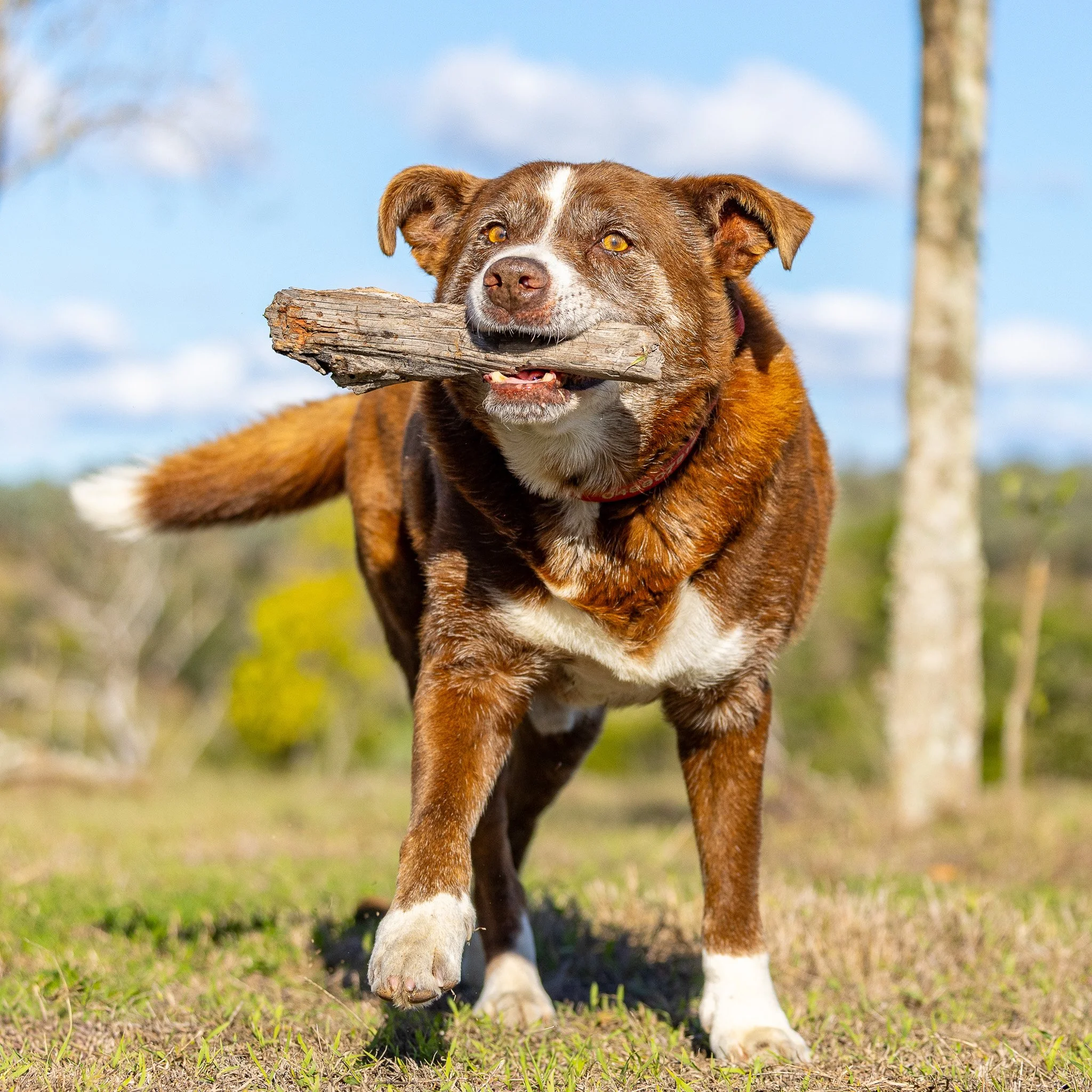 Close-up of a brown and white dog carrying a stick in its mouth while walking on grass outdoors.