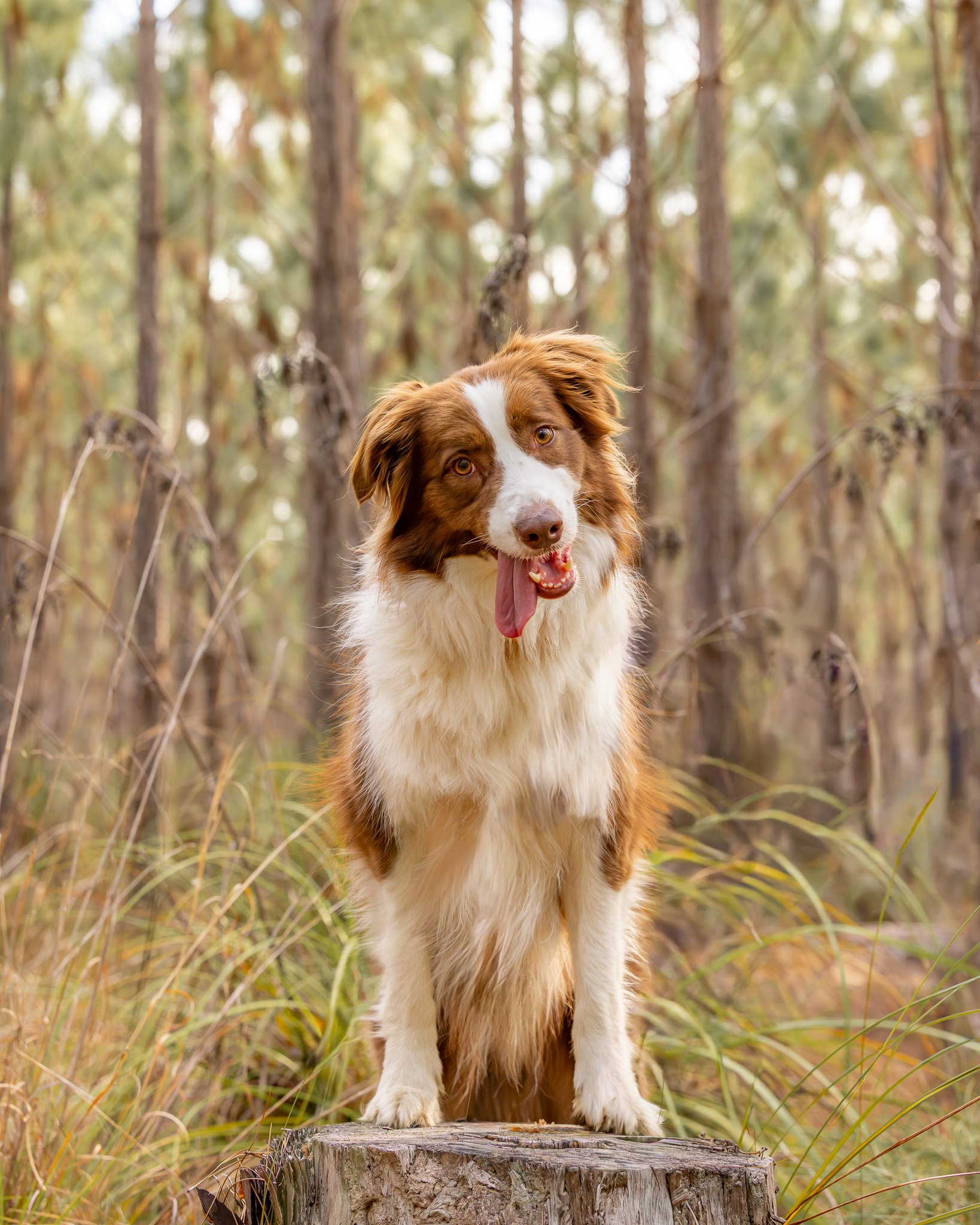 A happy dog with a tongue hanging out, standing on a tree stump in a forest with tall trees and green grass.