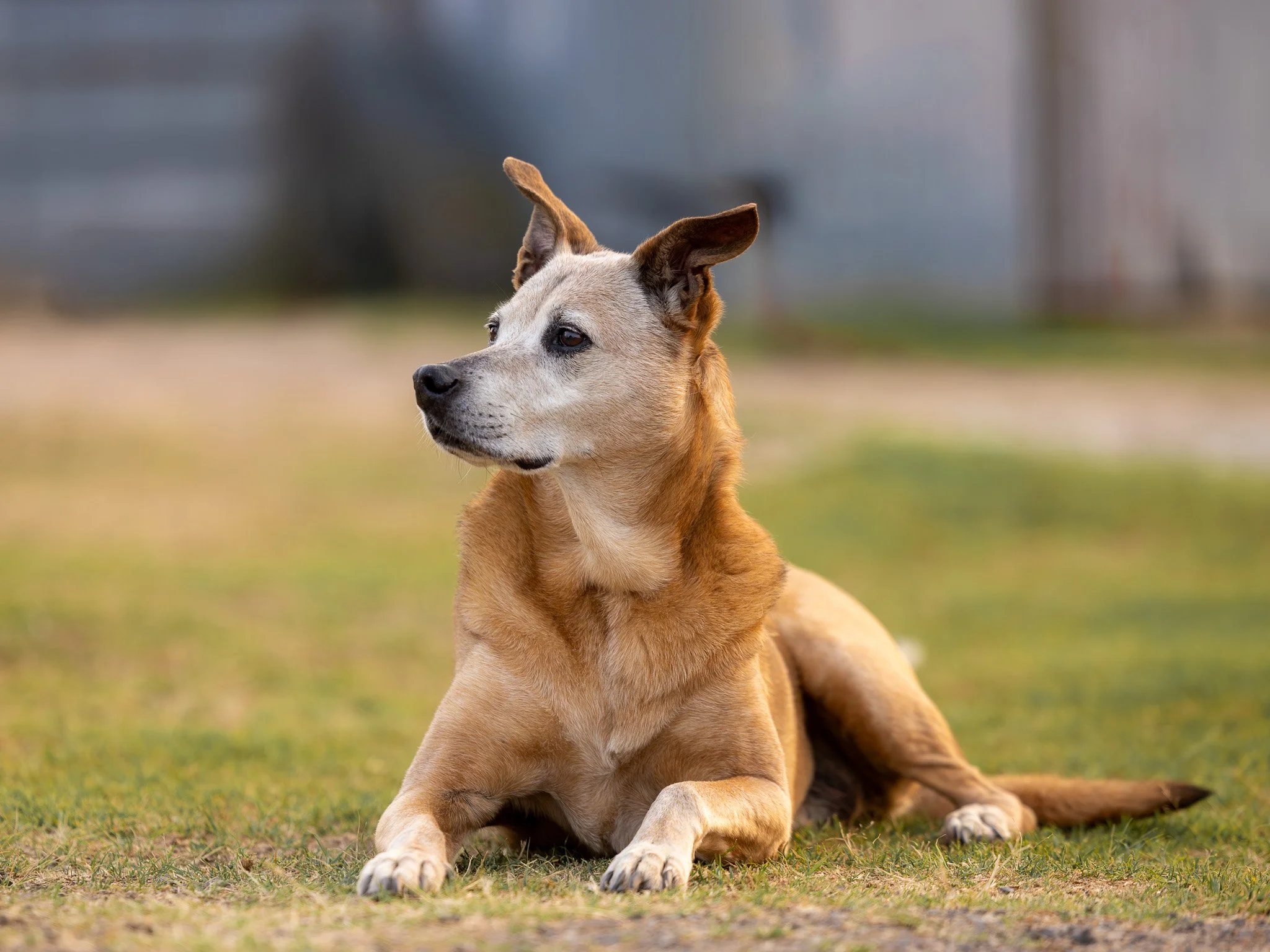 A tan-colored dog with one ear up and one ear flopped over, sitting on grass in a park with a blurred background.