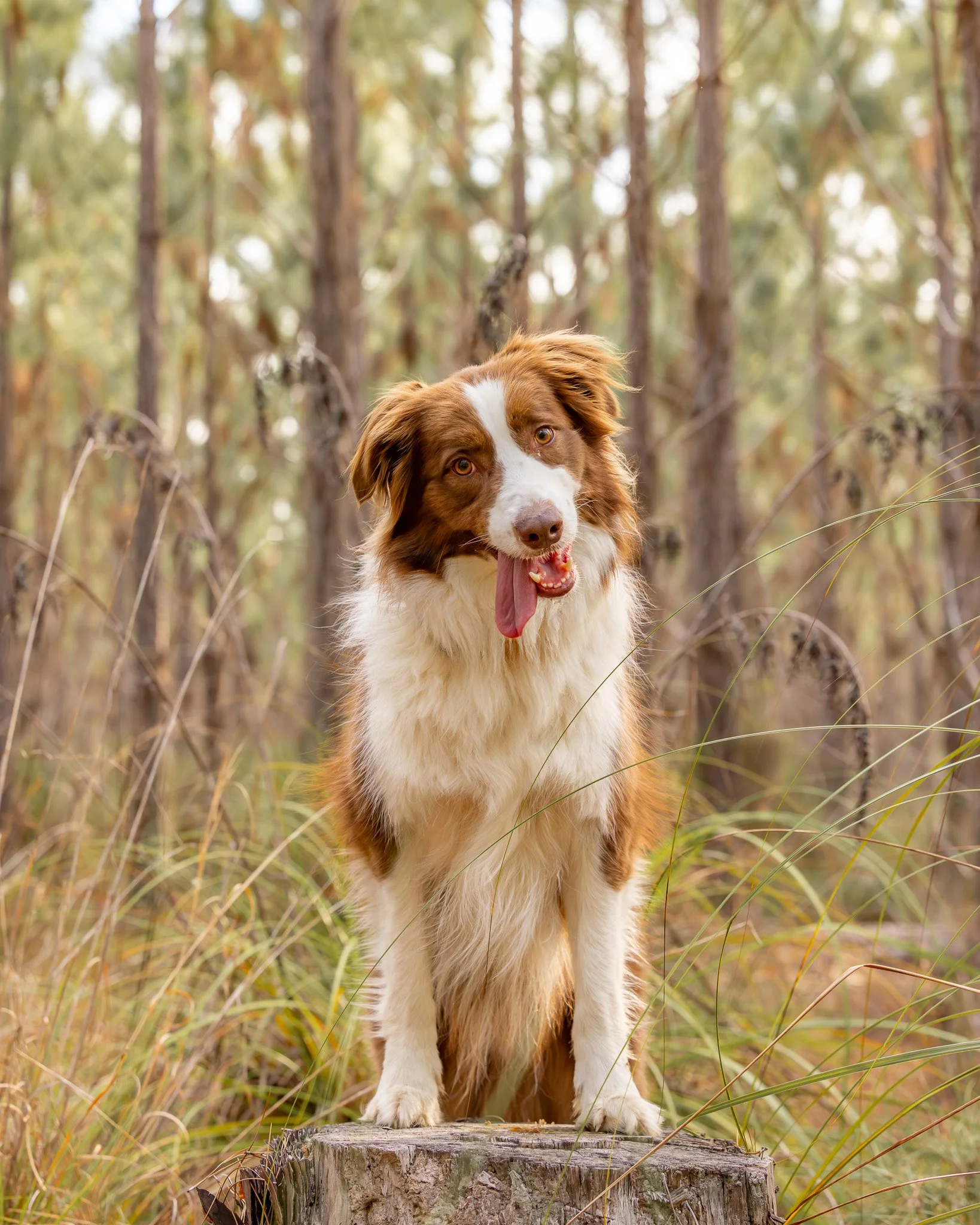 An Australian Shepherd dog standing on a tree stump in a forest with tall trees and grass.