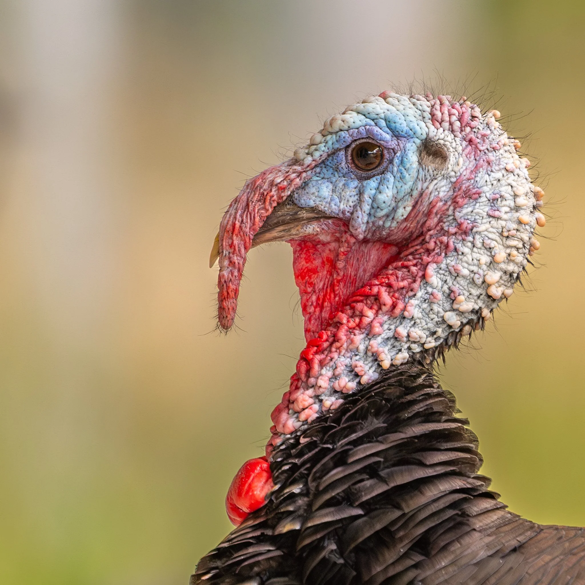 Close-up of a turkey's head, showing its colorful wattle, snood, and textured skin, with a background that is blurred and light-colored.