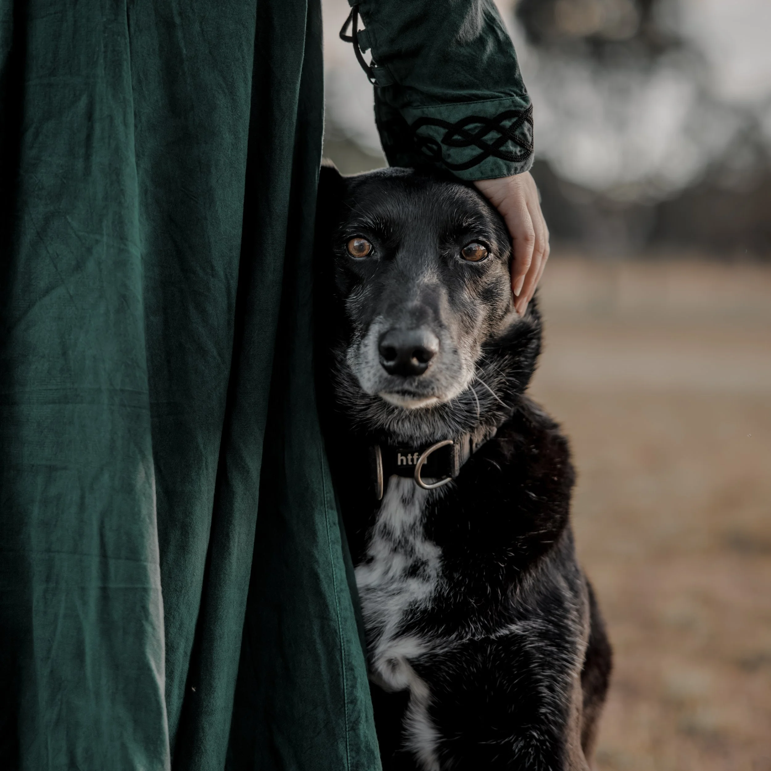 Person petting a black and white dog outdoors on a cloudy day.