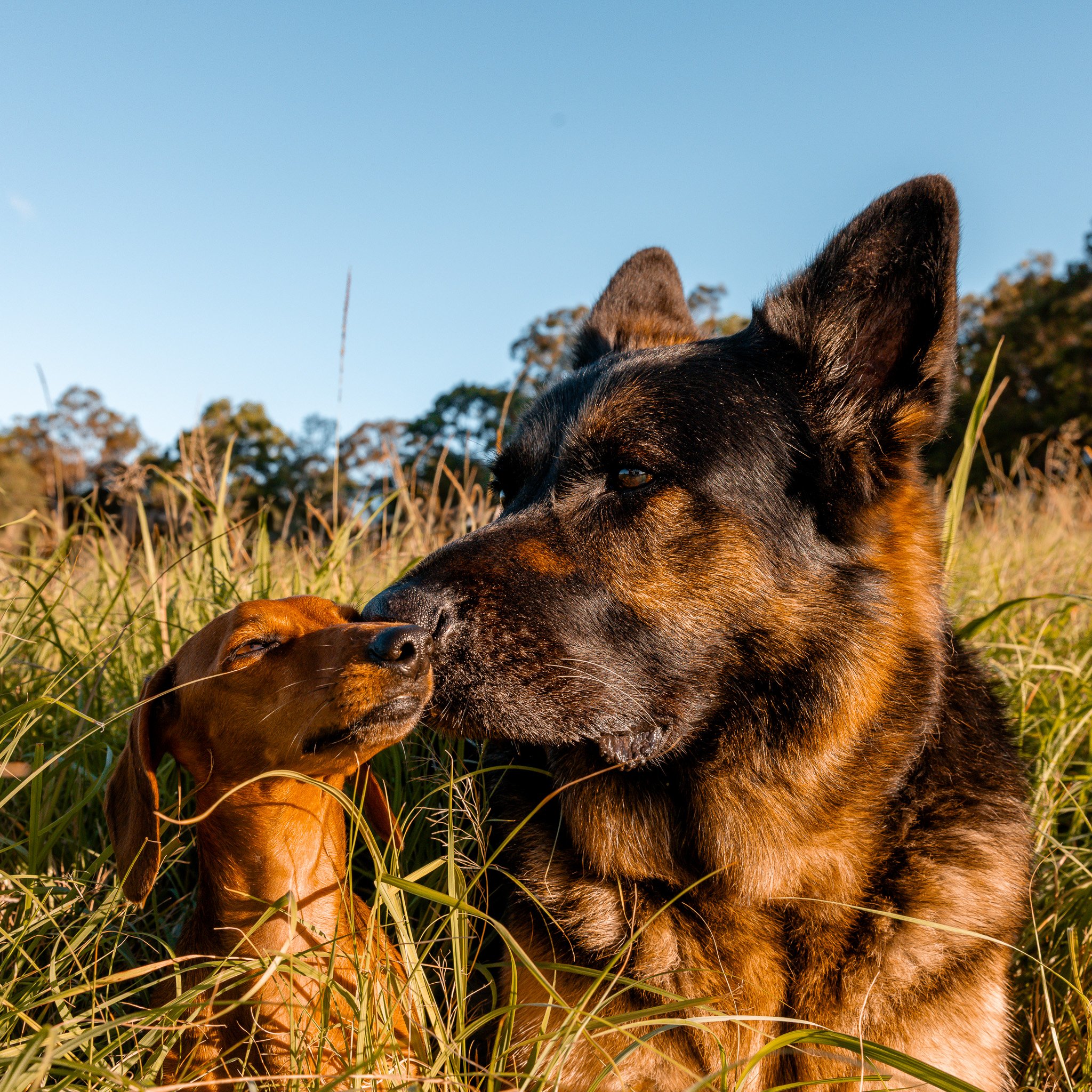 A German Shepherd and a Dachshund sitting close together in a grassy field under a blue sky. Dog photoshoot