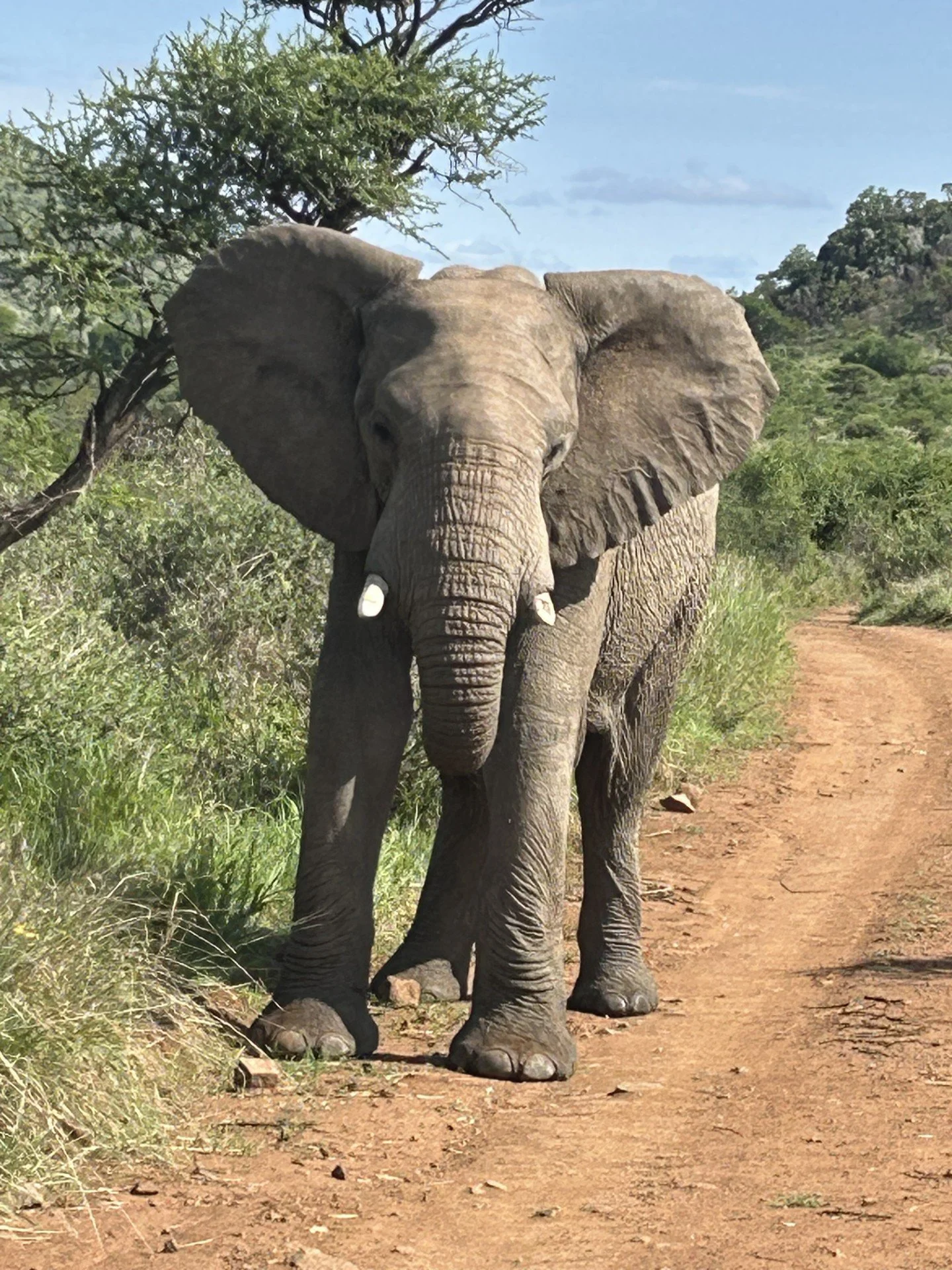Elephant.jpg
