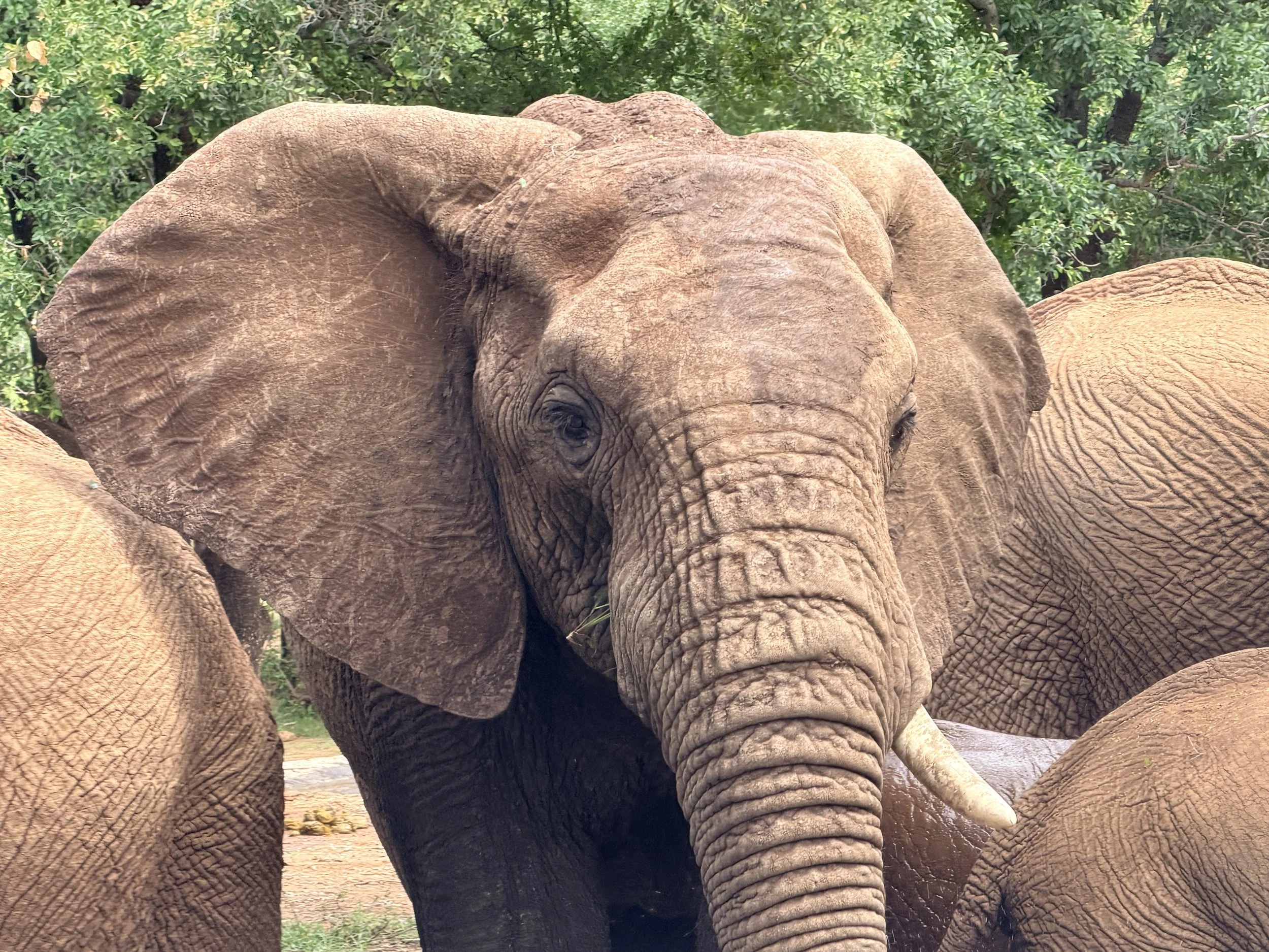 A Wish, Elephants, and South Africa