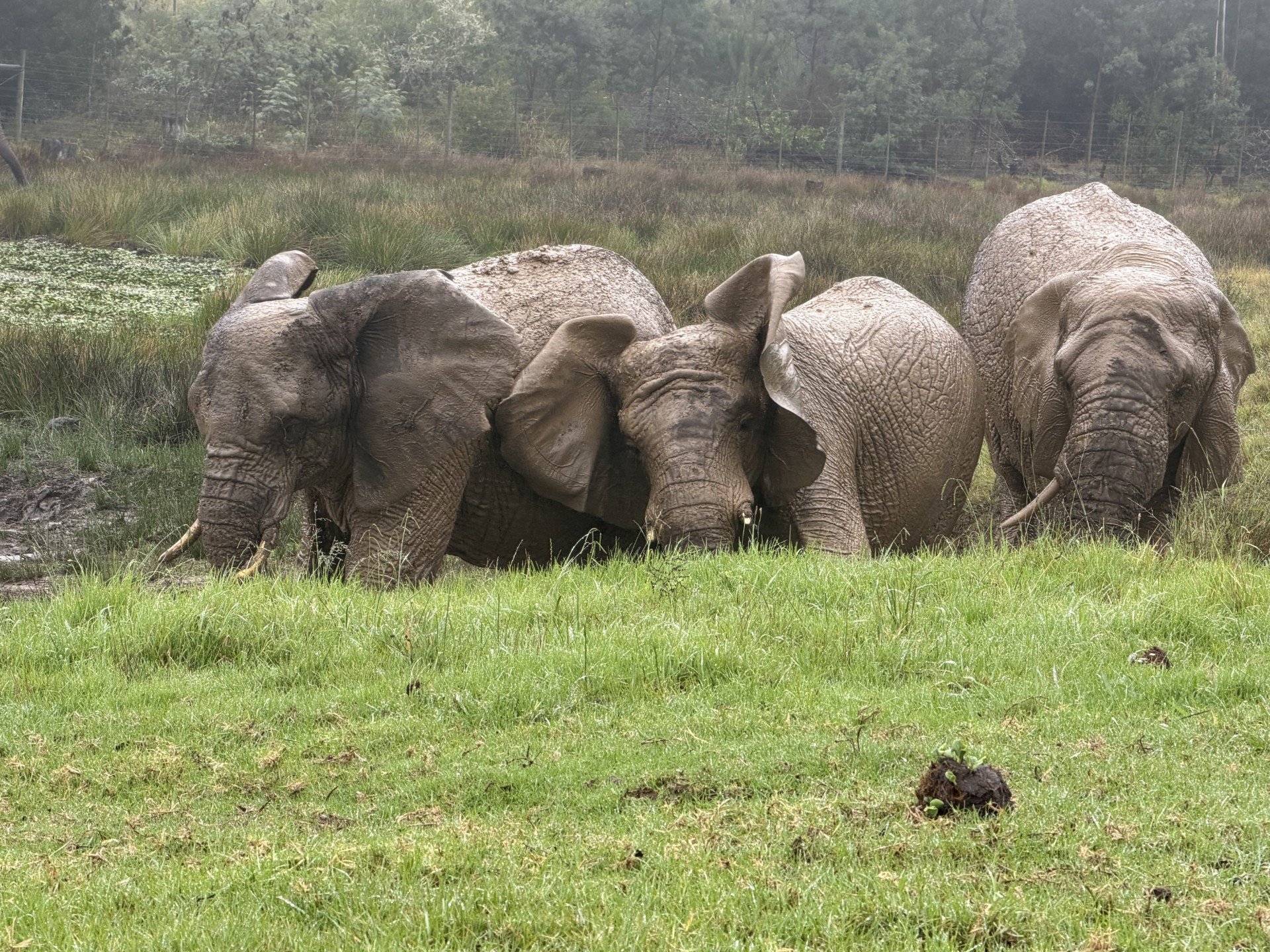 olifanten badderen.jpg