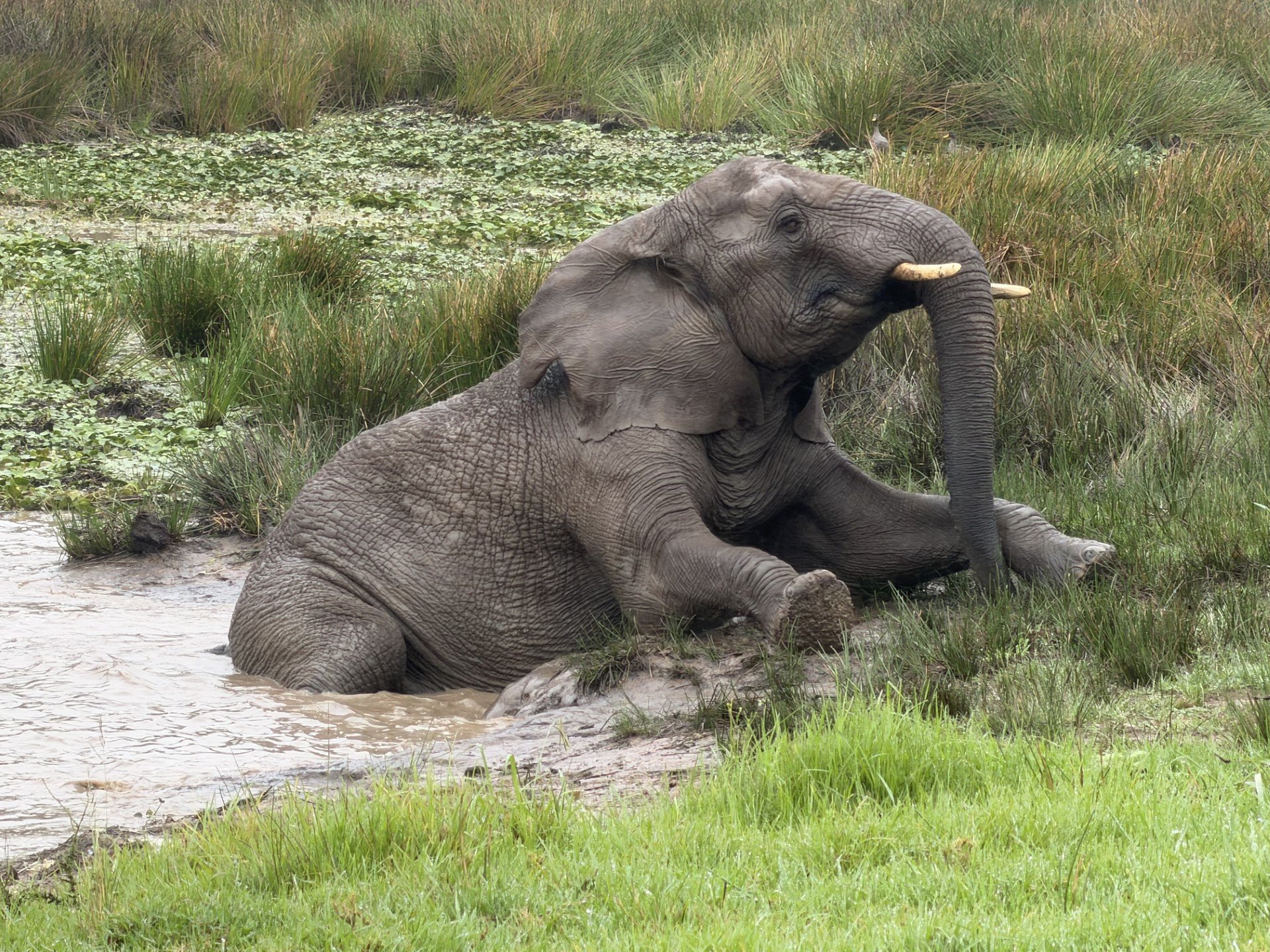 keisha in het water.jpg