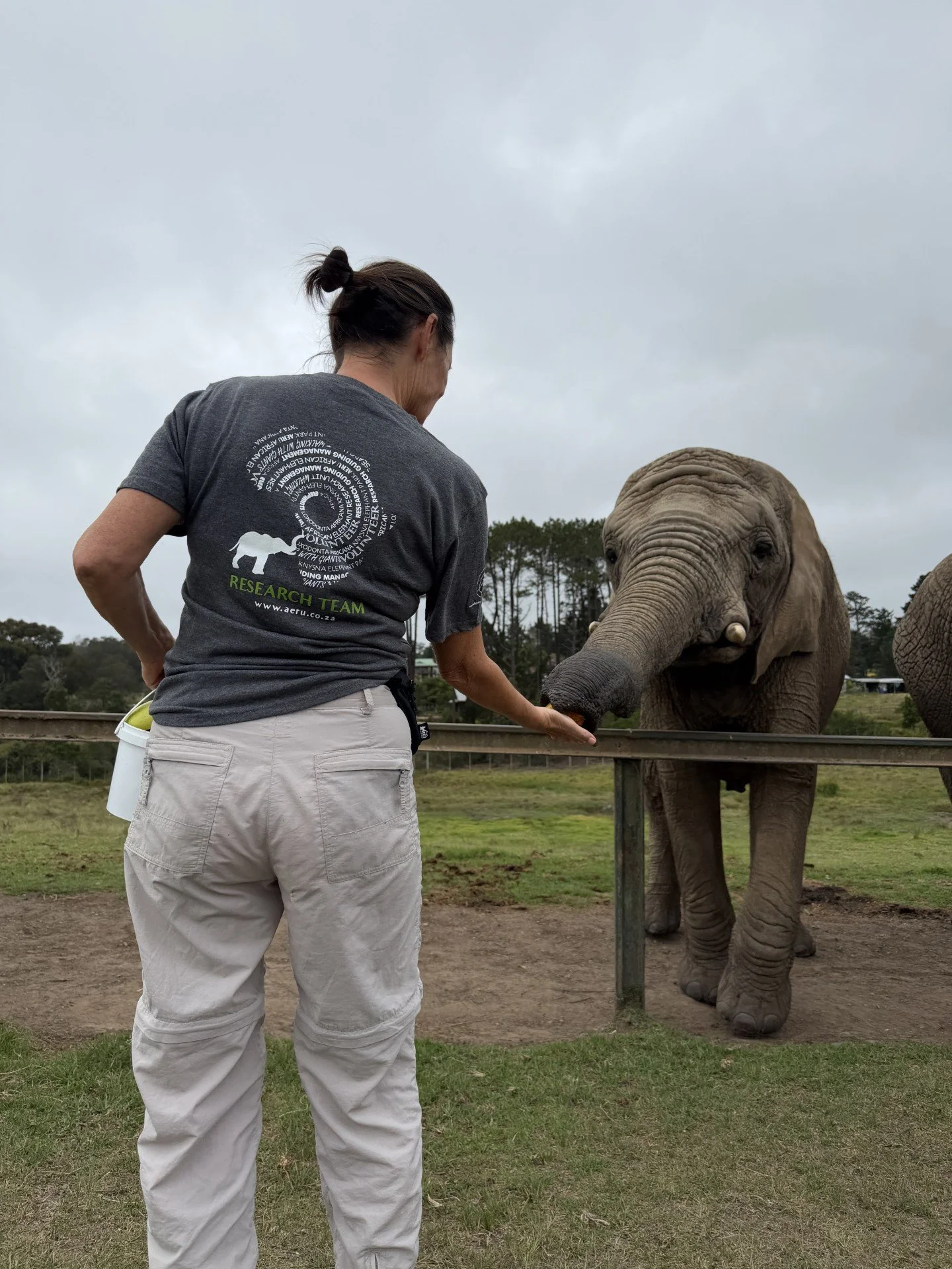 anjo olifant barrier.jpg